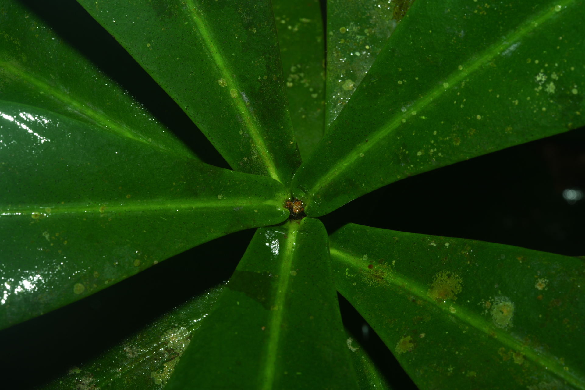 Daphnopsis granvillei Barringer - Photo Bivouac Naturaliste