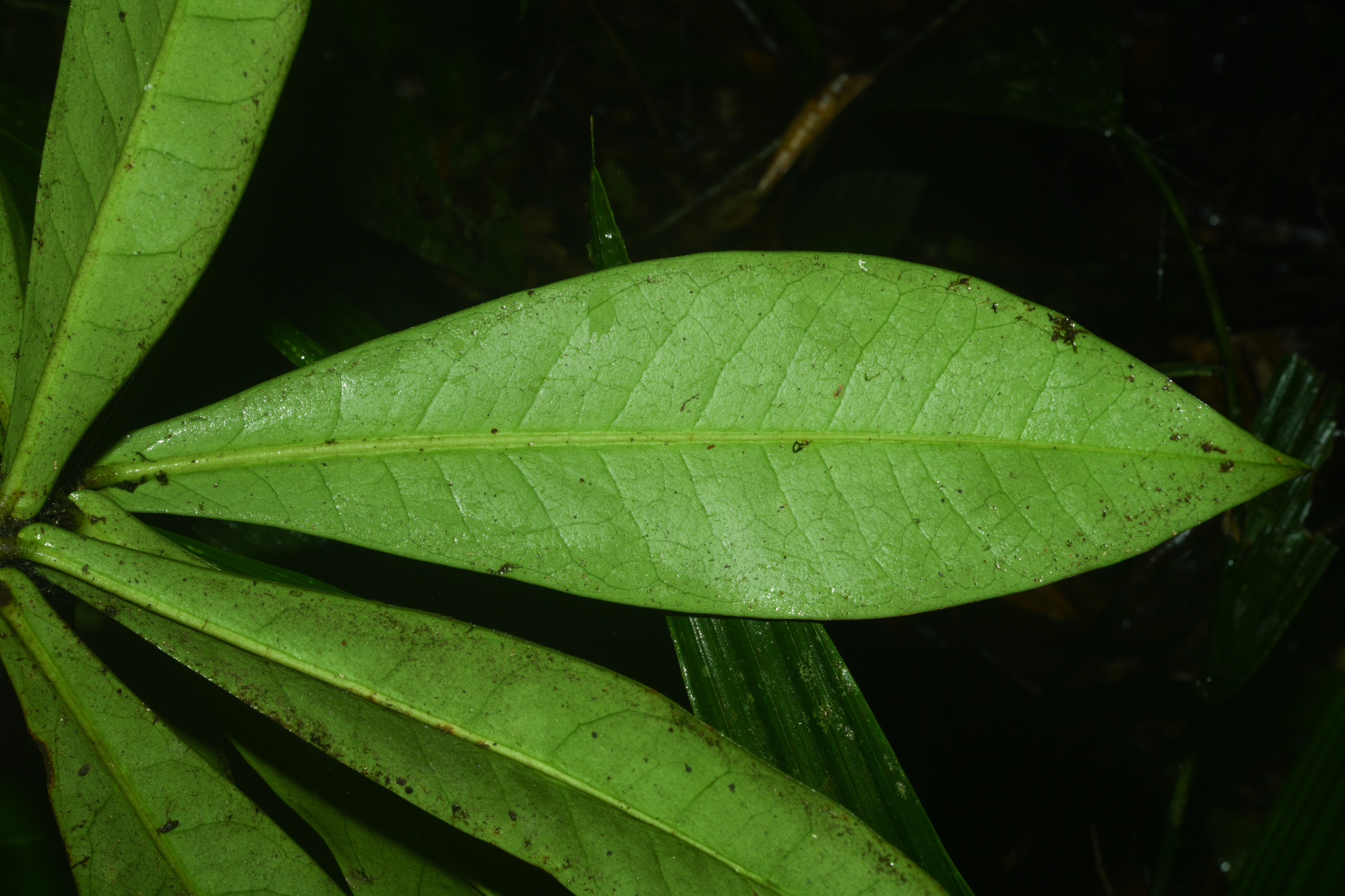 Daphnopsis granvillei Barringer - Photo Bivouac Naturaliste