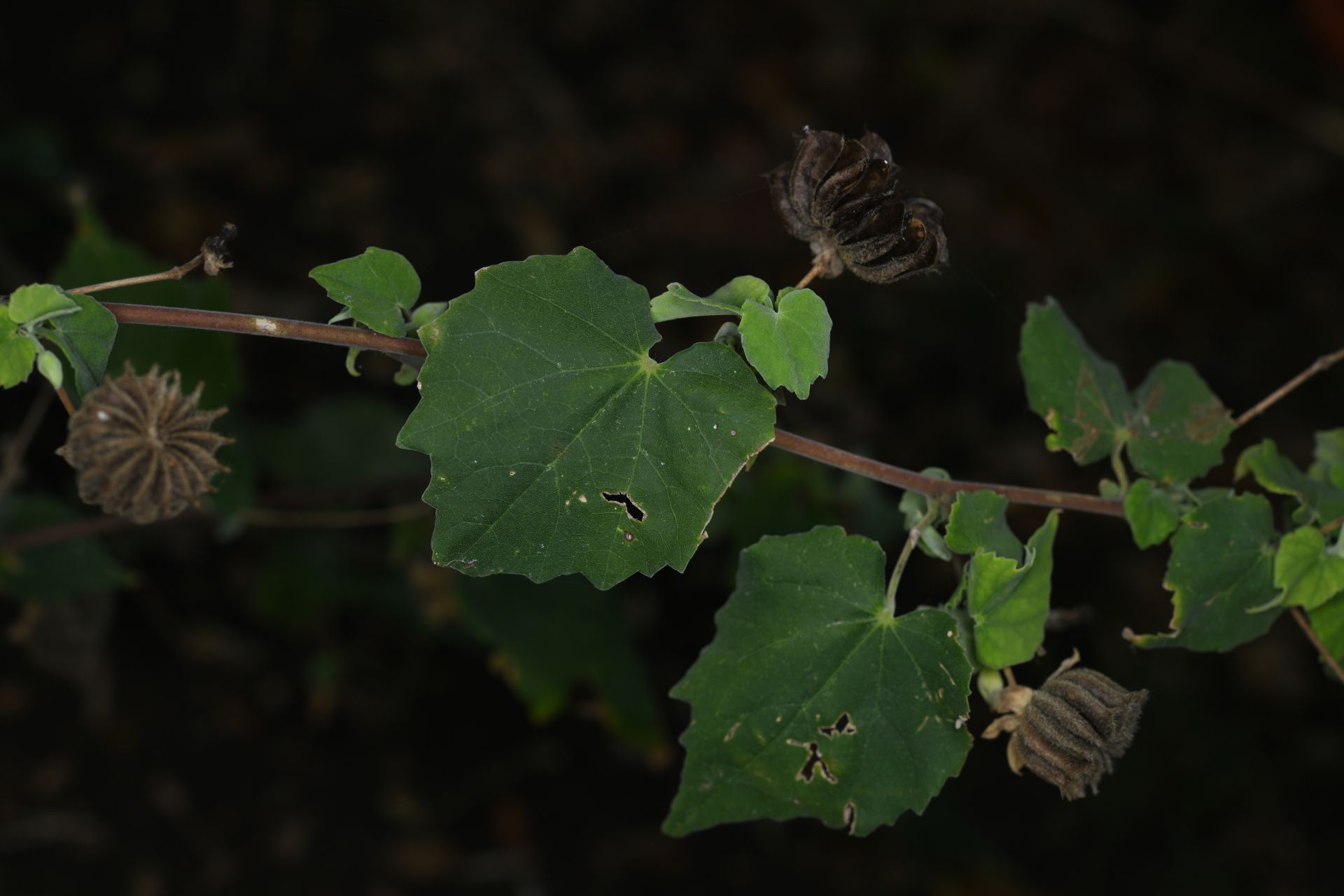 Abutilon indicum (L.) Sweet - Photo Bivouac Naturaliste