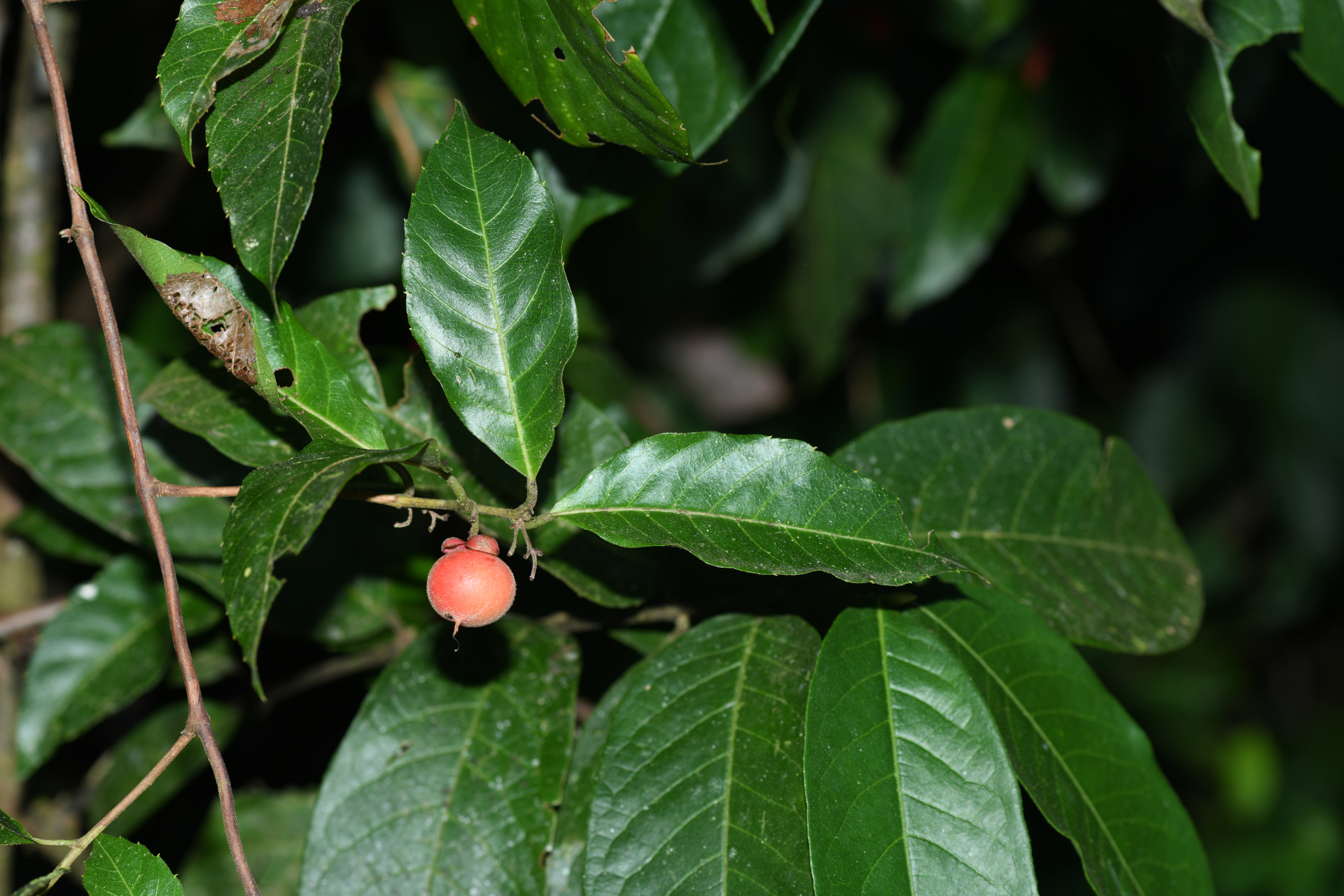 Doliocarpus major subsp. major - Photo Bivouac Naturaliste
