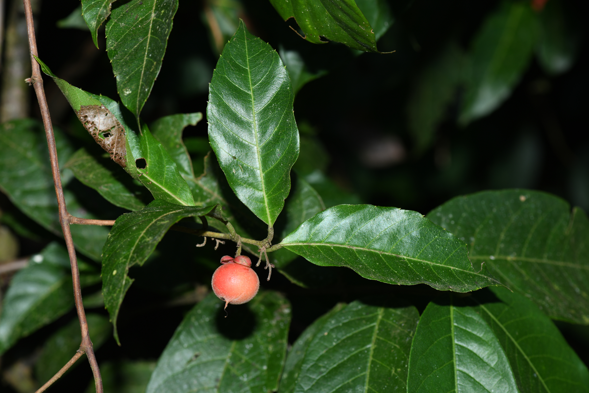 Doliocarpus major subsp. major - Photo Bivouac Naturaliste