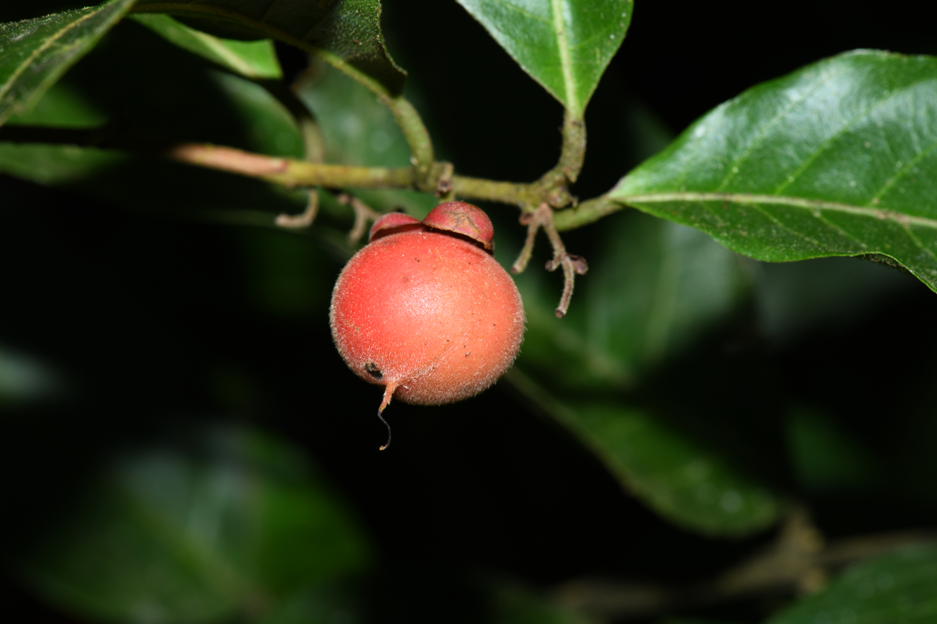 Doliocarpus major subsp. major - Photo Bivouac Naturaliste