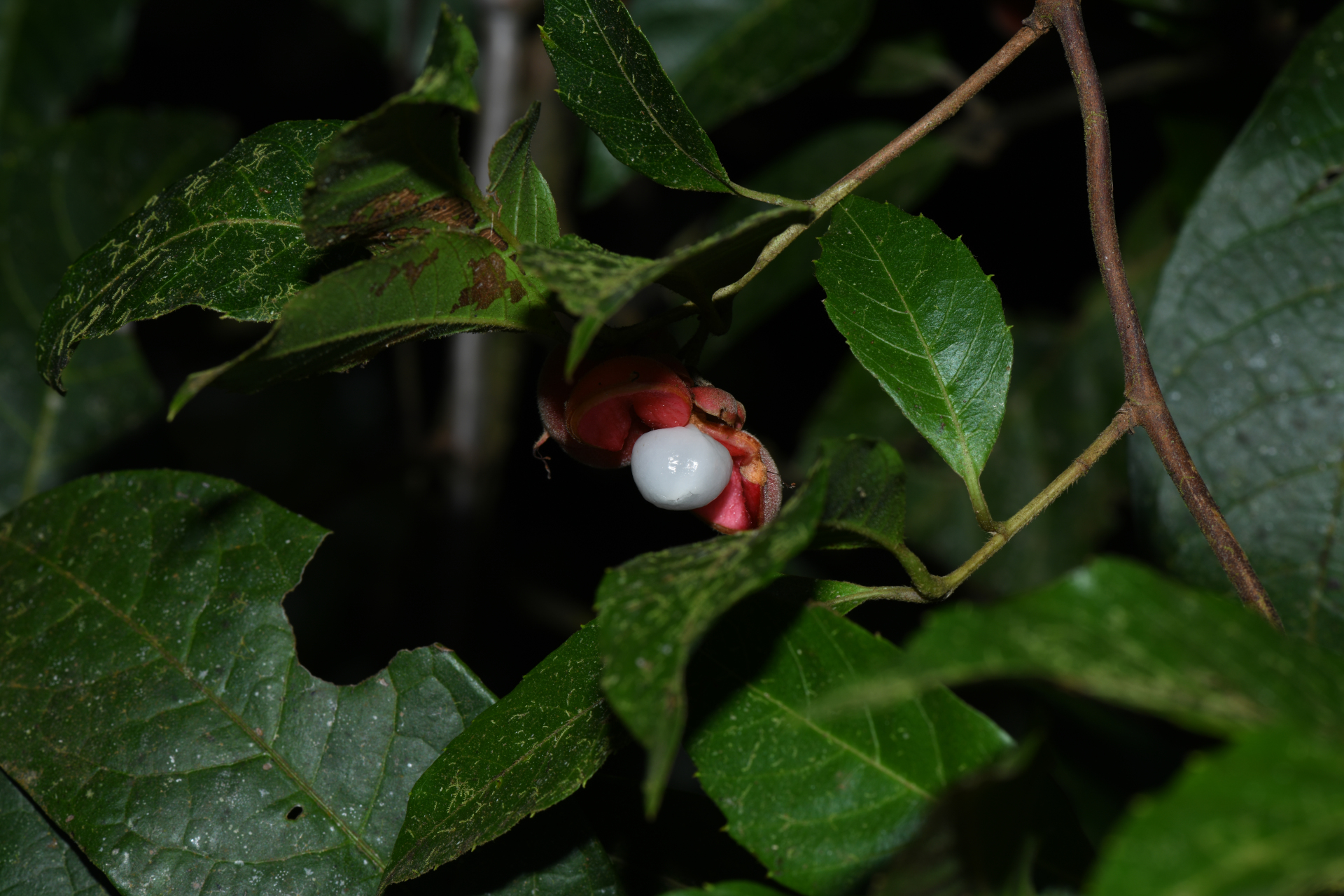 Doliocarpus major subsp. major - Photo Bivouac Naturaliste