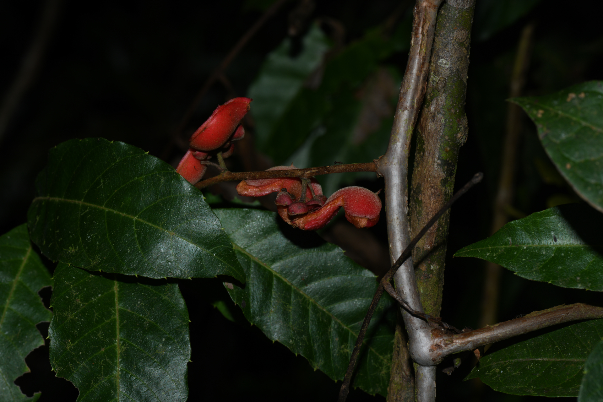 Doliocarpus major subsp. major - Photo Bivouac Naturaliste