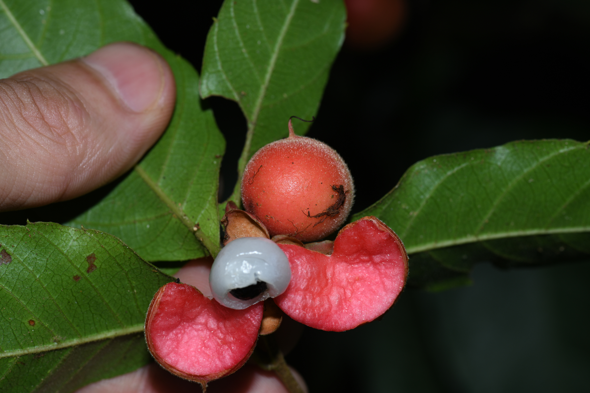 Doliocarpus major subsp. major - Photo Bivouac Naturaliste