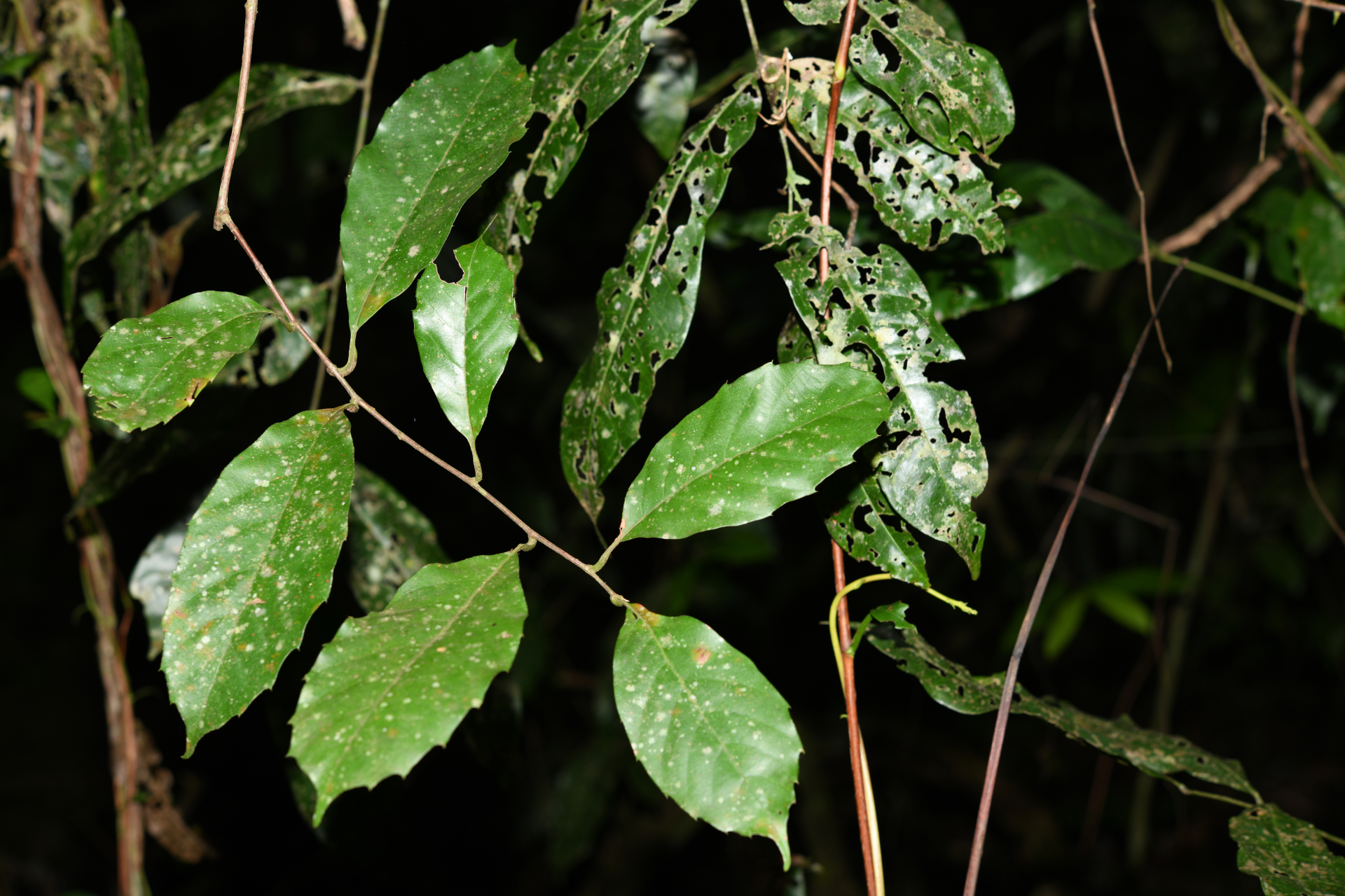 Doliocarpus dentatus subsp. dentatus - Photo Bivouac Naturaliste