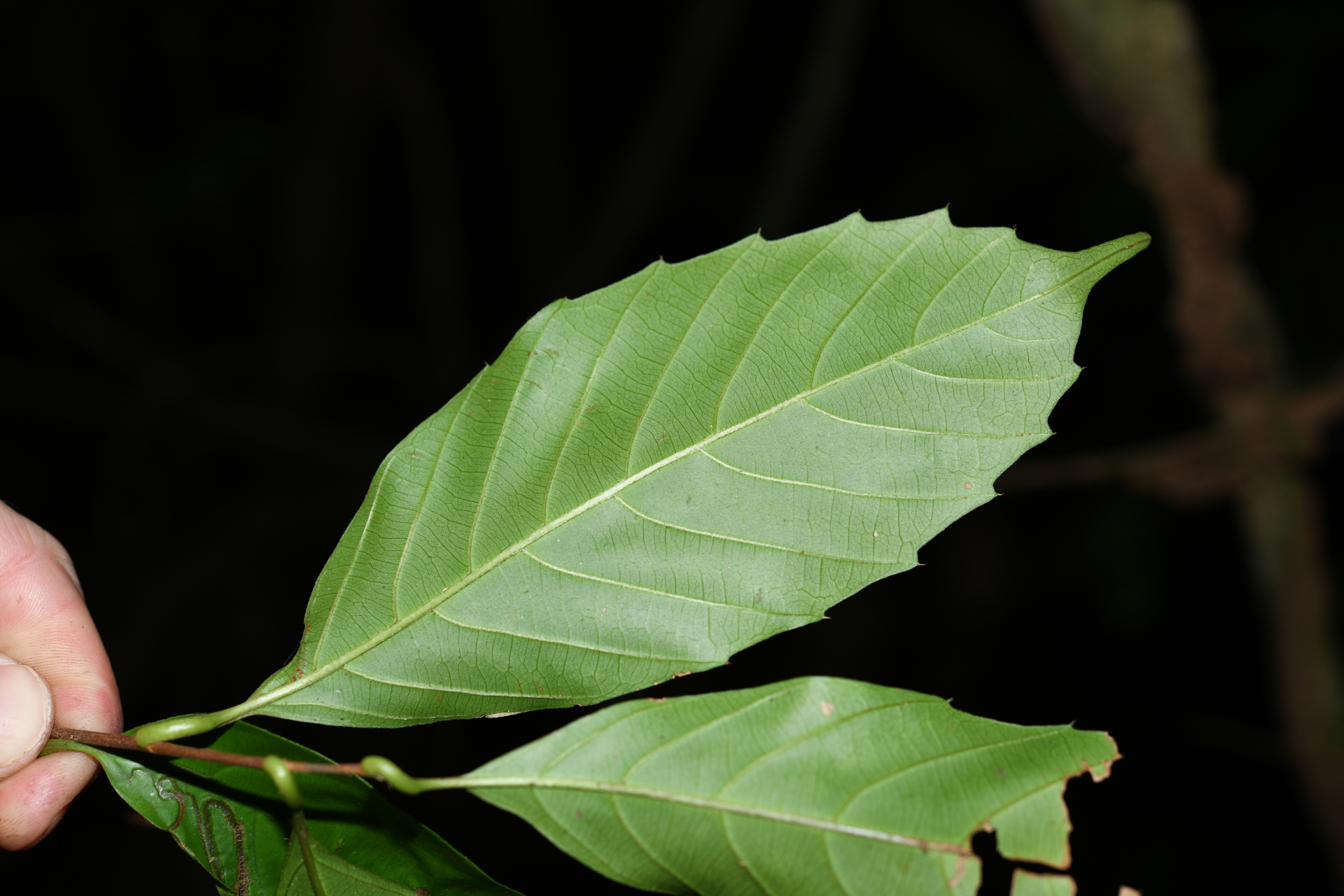 Doliocarpus dentatus subsp. dentatus - Photo Bivouac Naturaliste