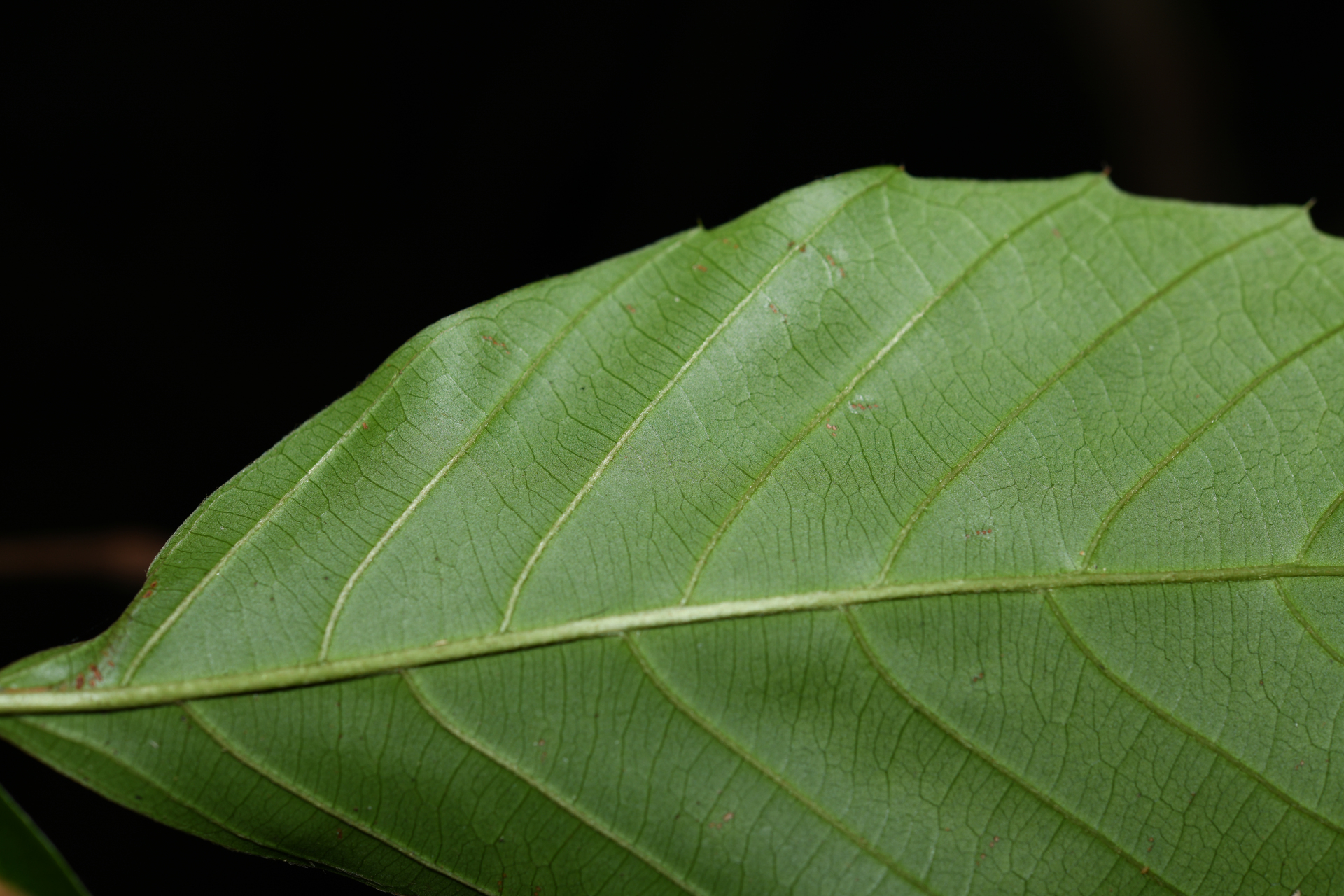 Doliocarpus dentatus subsp. dentatus - Photo Bivouac Naturaliste