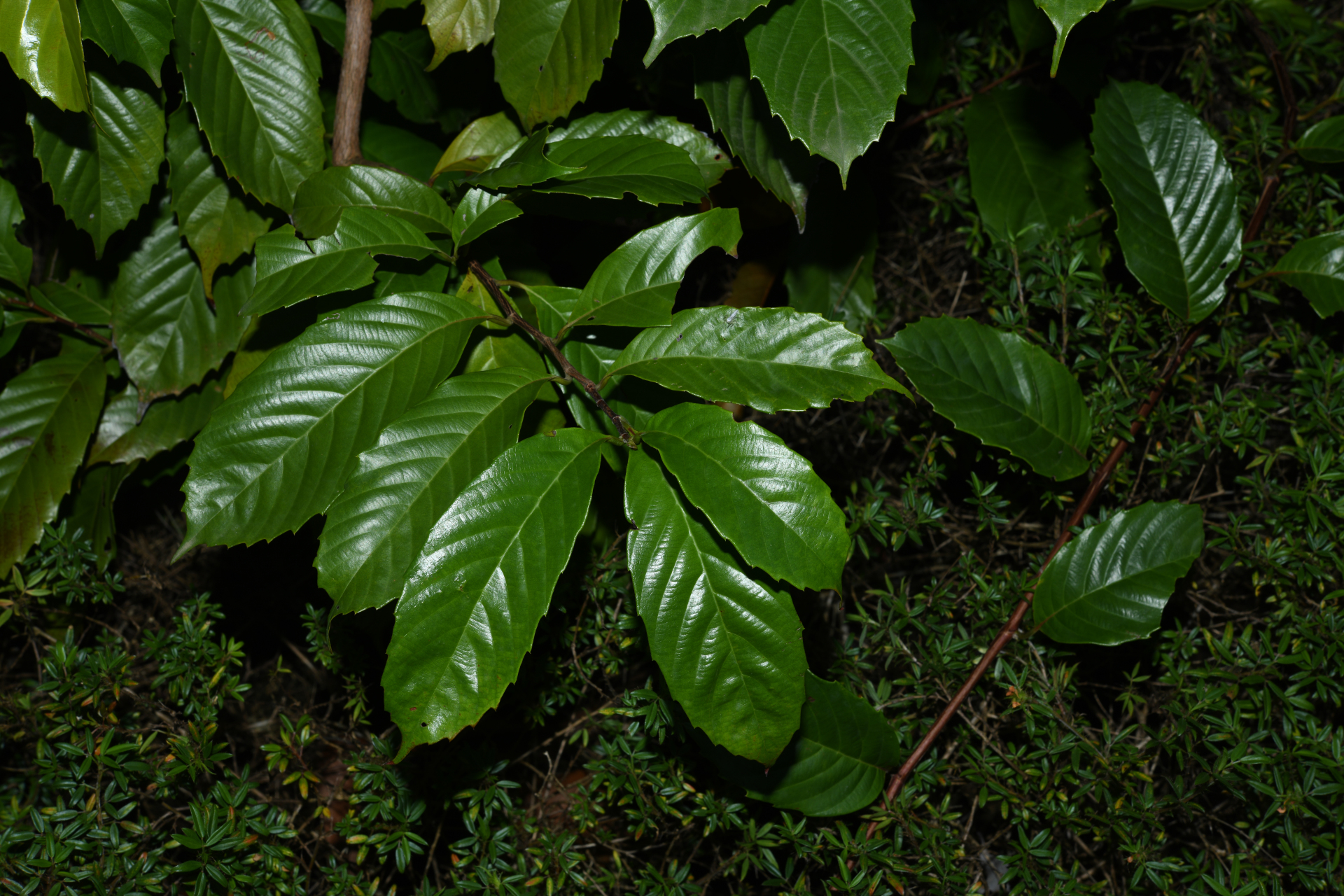 Doliocarpus dentatus subsp. dentatus - Photo Bivouac Naturaliste