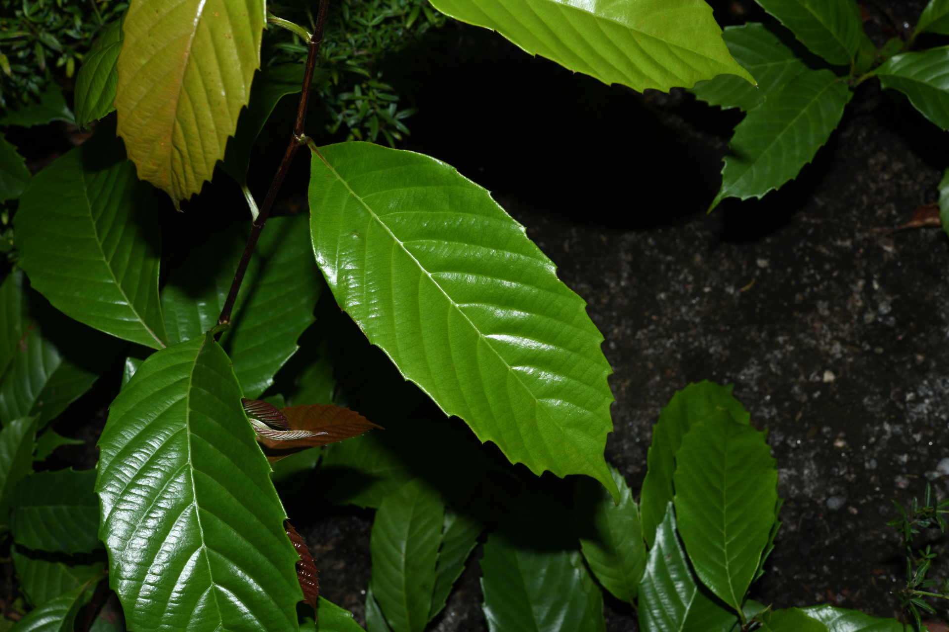 Doliocarpus dentatus subsp. dentatus - Photo Bivouac Naturaliste