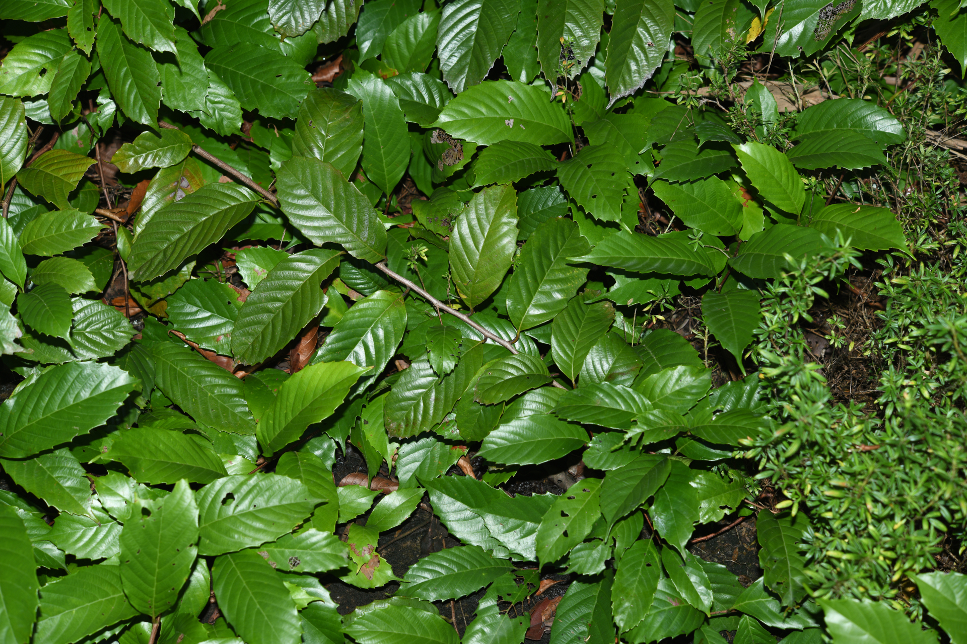 Doliocarpus dentatus subsp. dentatus - Photo Bivouac Naturaliste