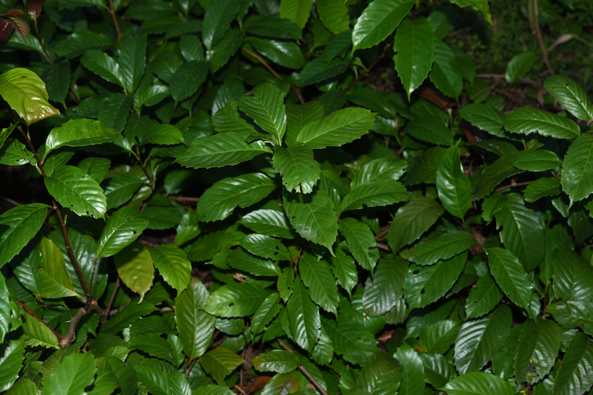 Doliocarpus dentatus subsp. dentatus - Photo Bivouac Naturaliste
