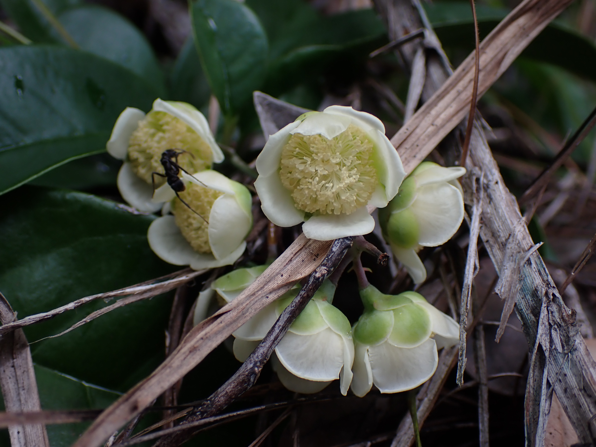 Tetracera asperula Miq. - Photo Bivouac Naturaliste