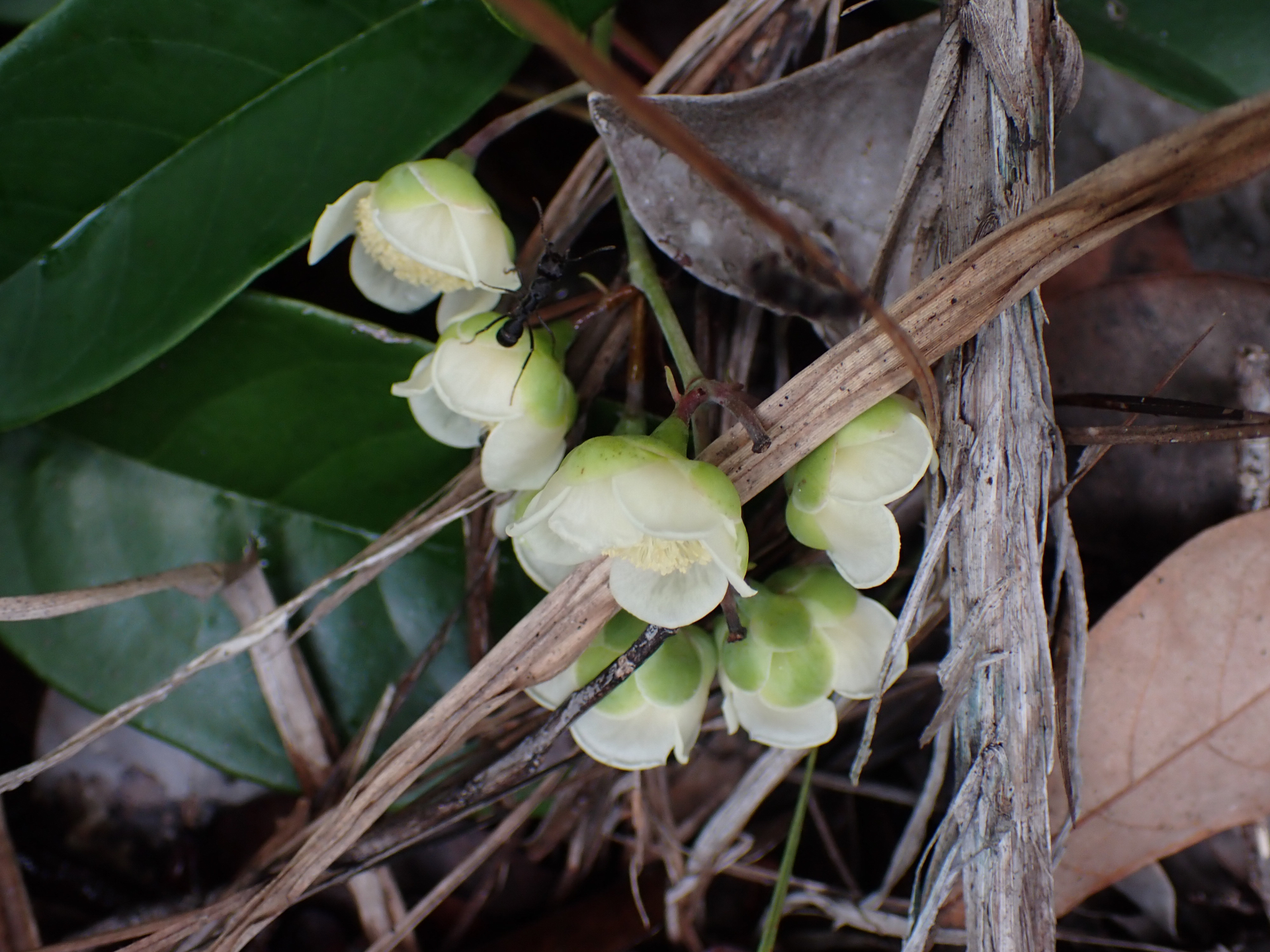Tetracera asperula Miq. - Photo Bivouac Naturaliste