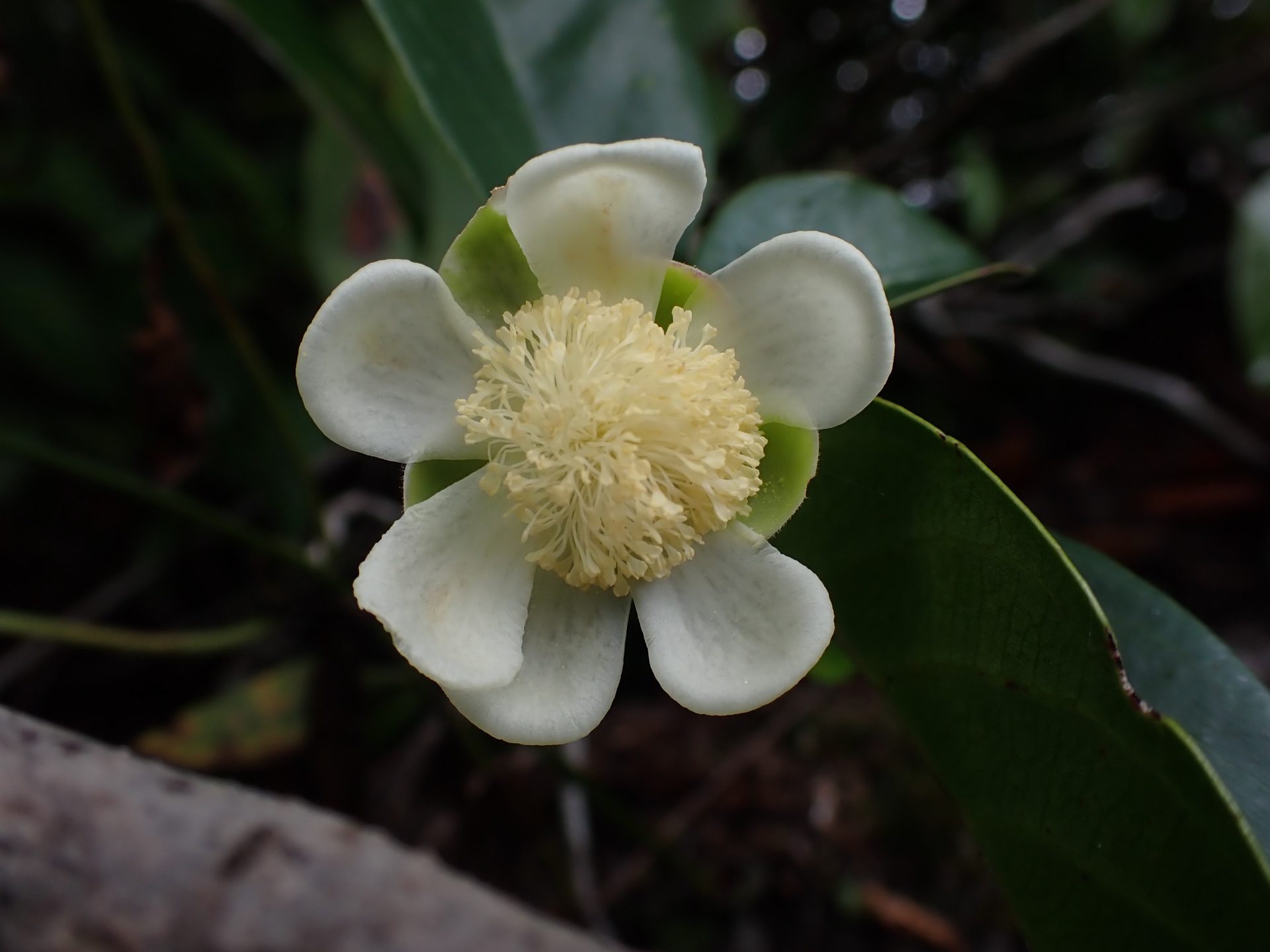 Tetracera asperula Miq. - Photo Bivouac Naturaliste