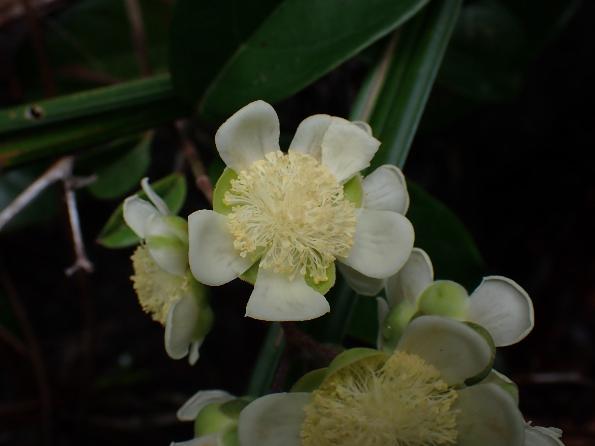 Tetracera asperula Miq. - Photo Bivouac Naturaliste