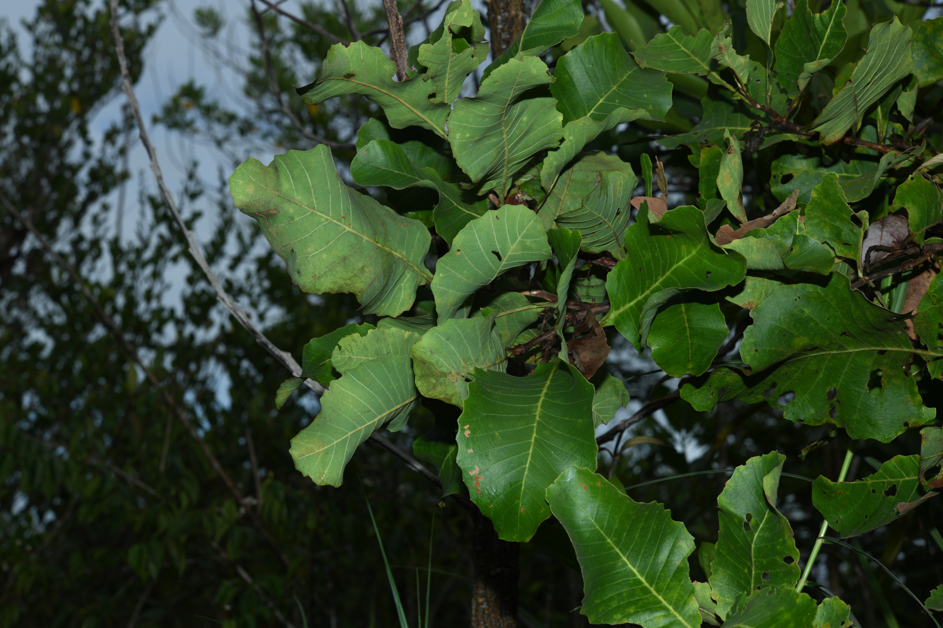 Curatella americana L. - Photo Bivouac Naturaliste