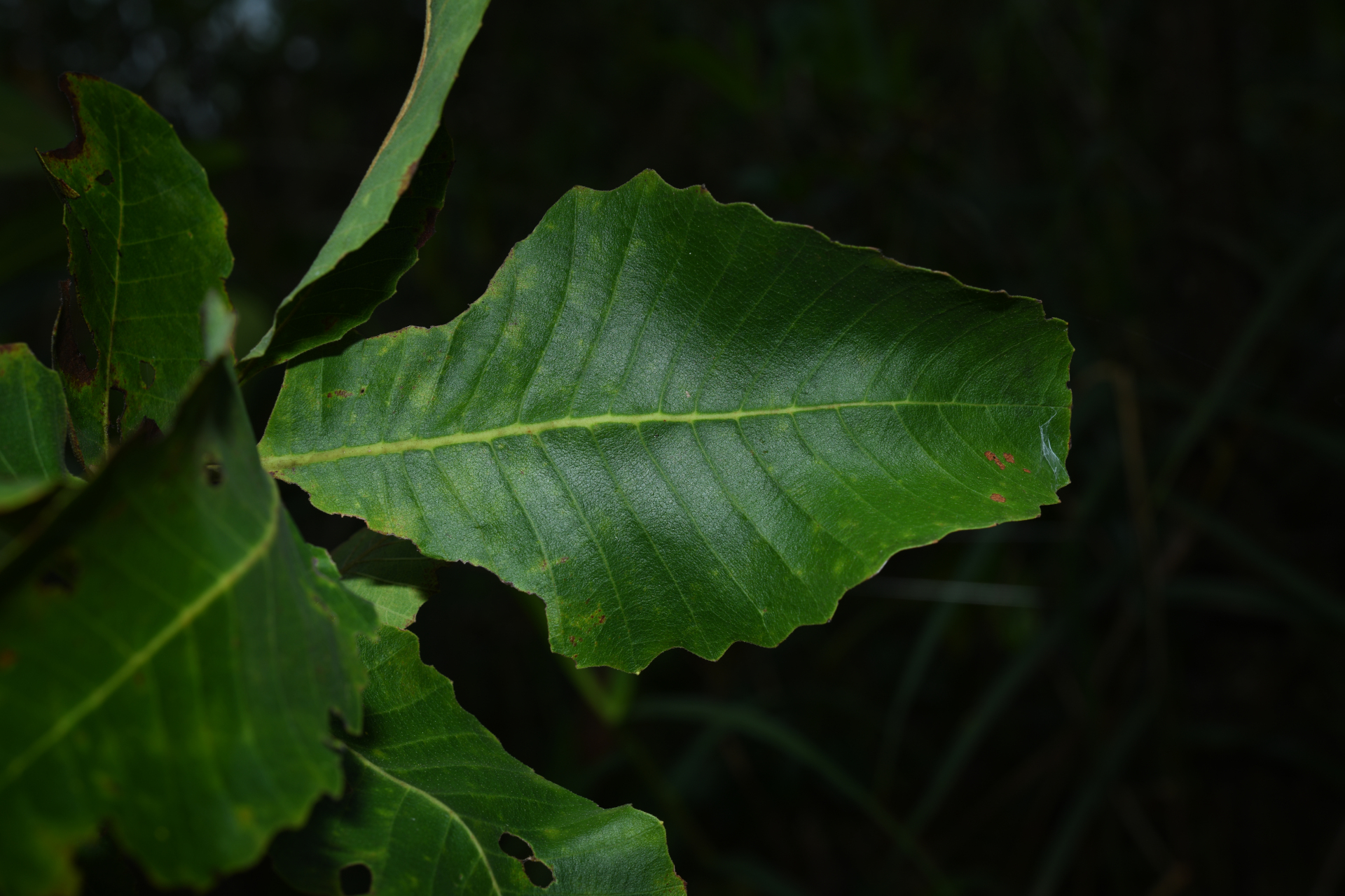 Curatella americana L. - Photo Bivouac Naturaliste