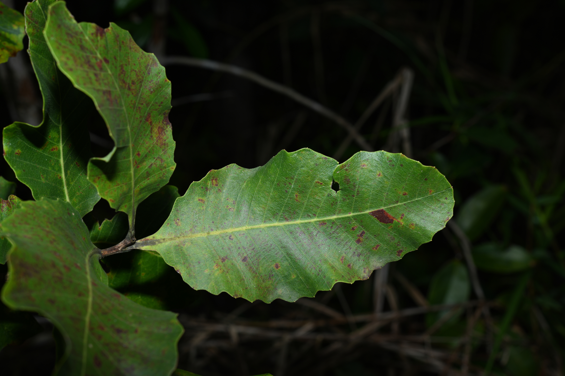 Curatella americana L. - Photo Bivouac Naturaliste