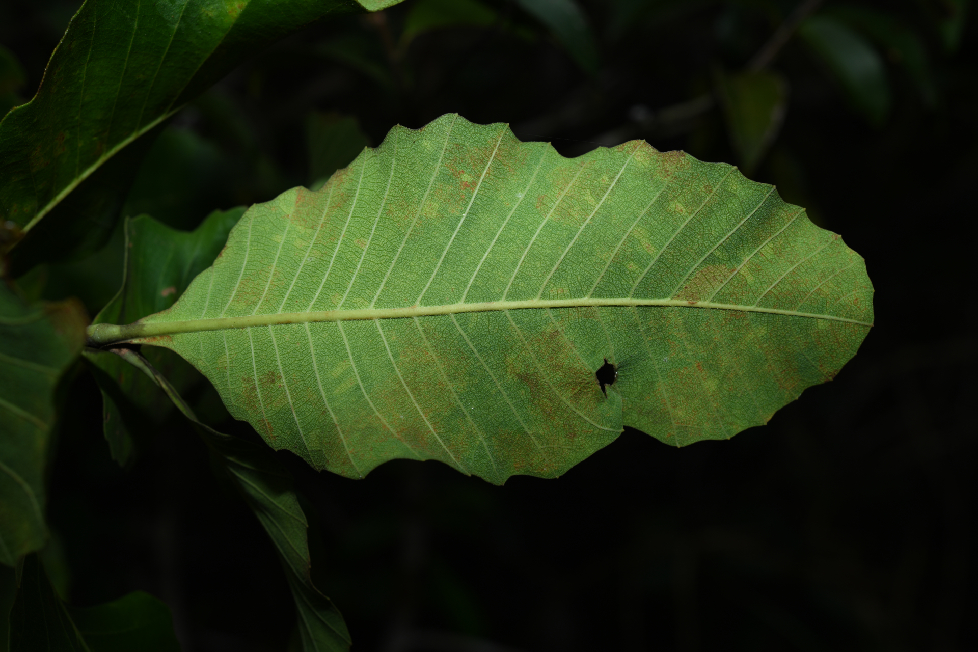 Curatella americana L. - Photo Bivouac Naturaliste