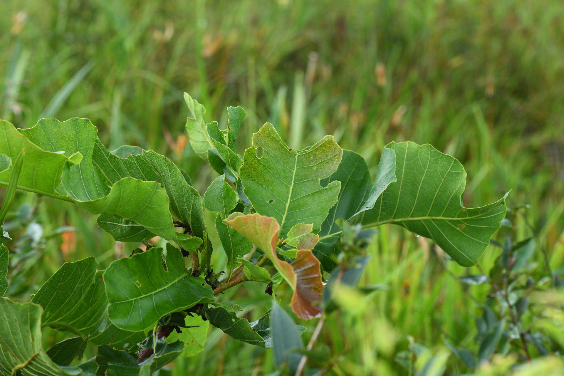 Curatella americana L. - Photo Bivouac Naturaliste