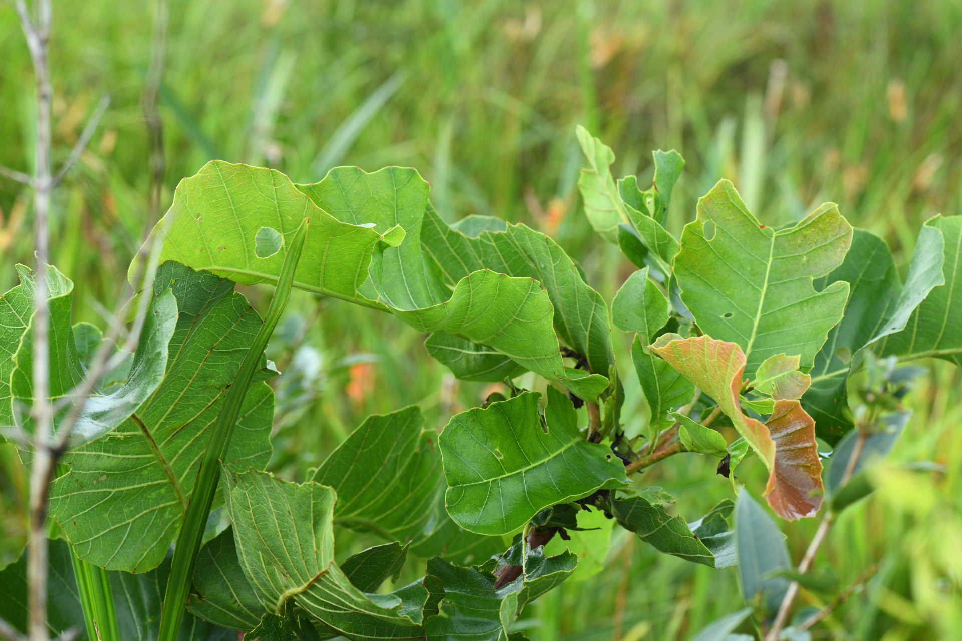 Curatella americana L. - Photo Bivouac Naturaliste