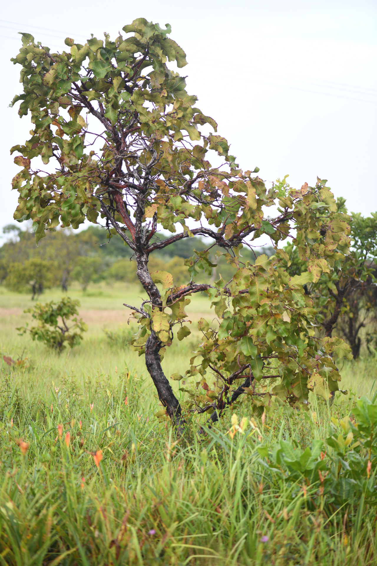 Curatella americana L. - Photo Bivouac Naturaliste