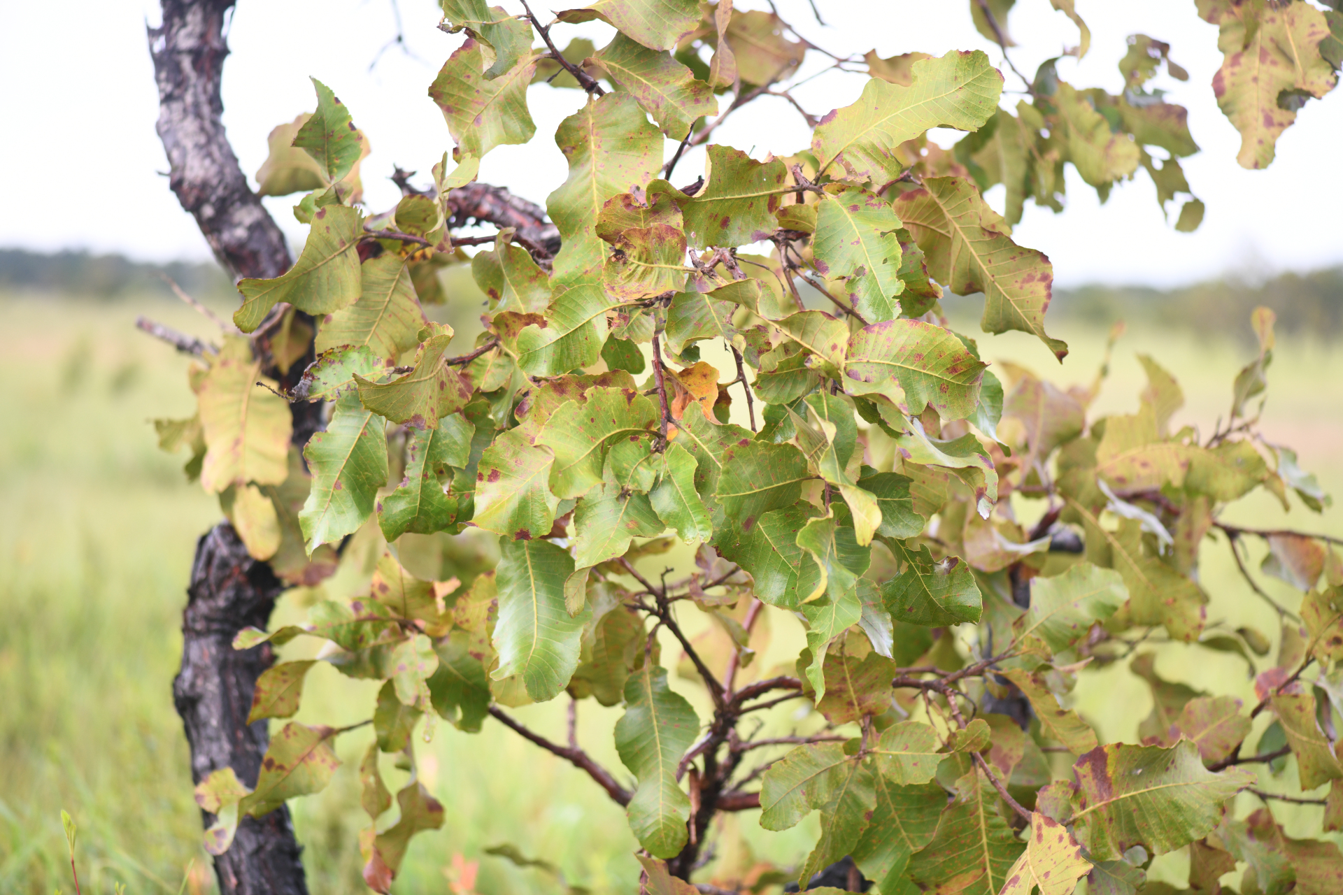 Curatella americana L. - Photo Bivouac Naturaliste
