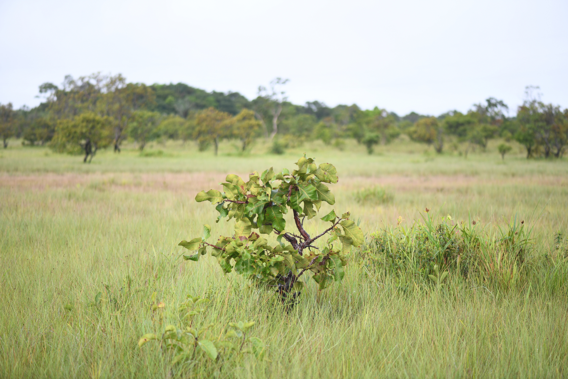 Curatella americana L. - Photo Bivouac Naturaliste