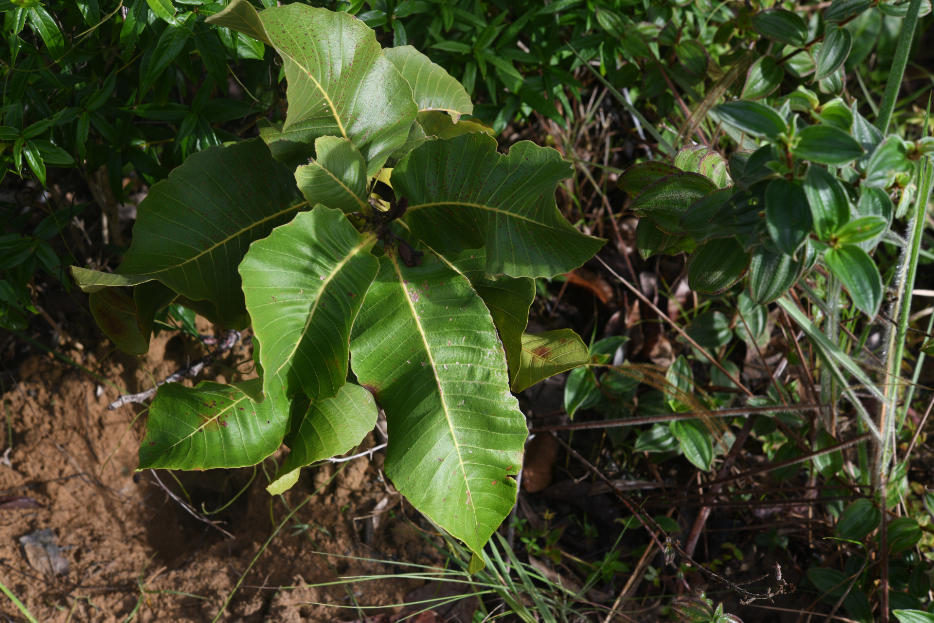 Curatella americana L. - Photo Bivouac Naturaliste