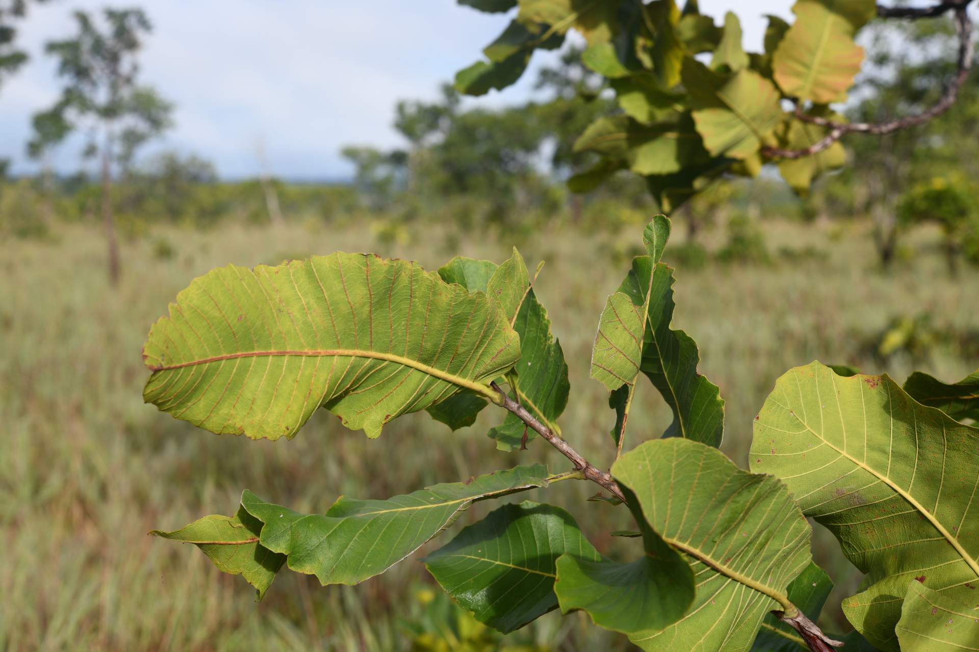 Curatella americana L. - Photo Bivouac Naturaliste