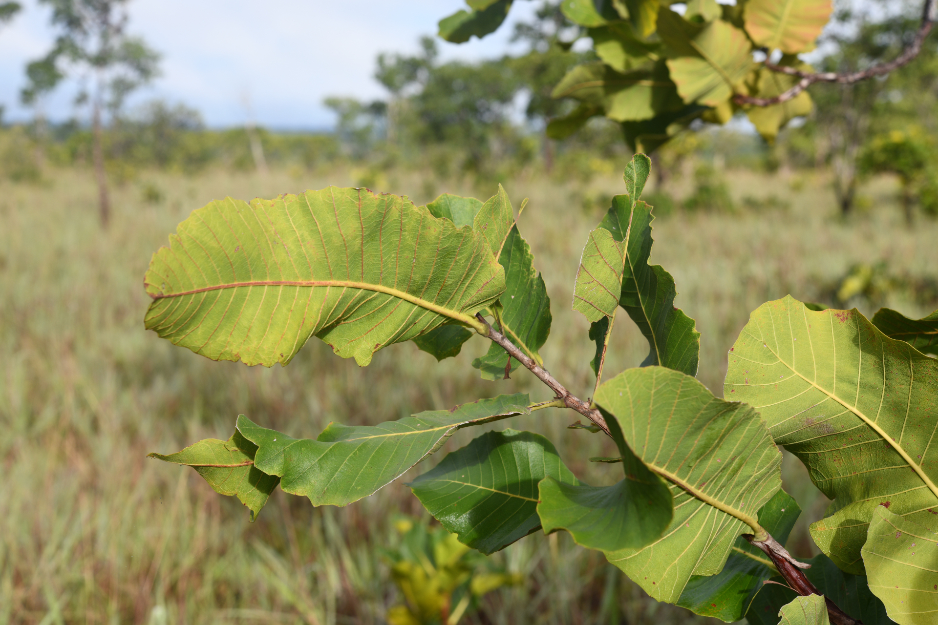 Curatella americana L. - Photo Bivouac Naturaliste