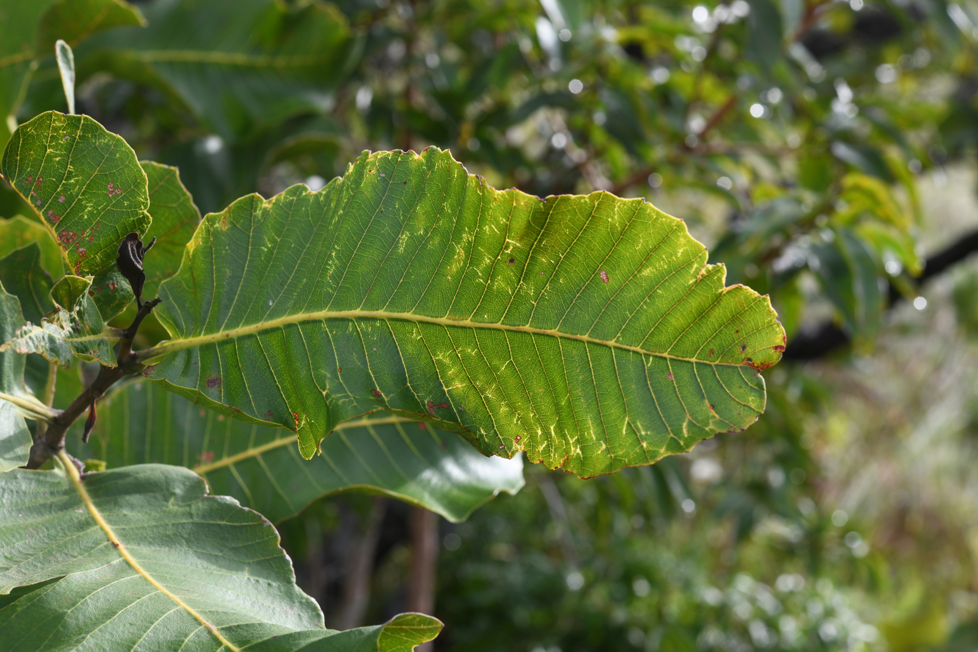 Curatella americana L. - Photo Bivouac Naturaliste