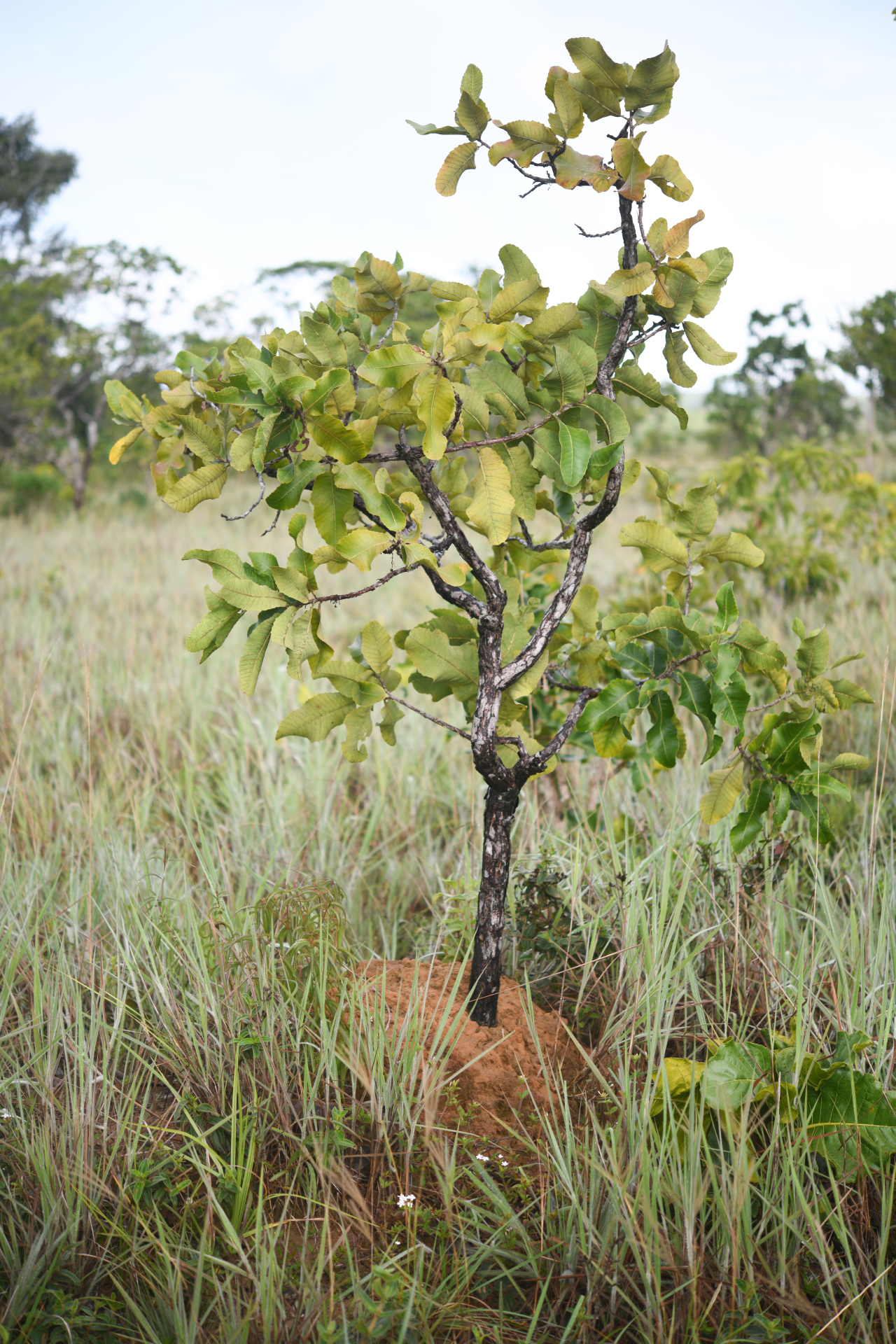 Curatella americana L. - Photo Bivouac Naturaliste