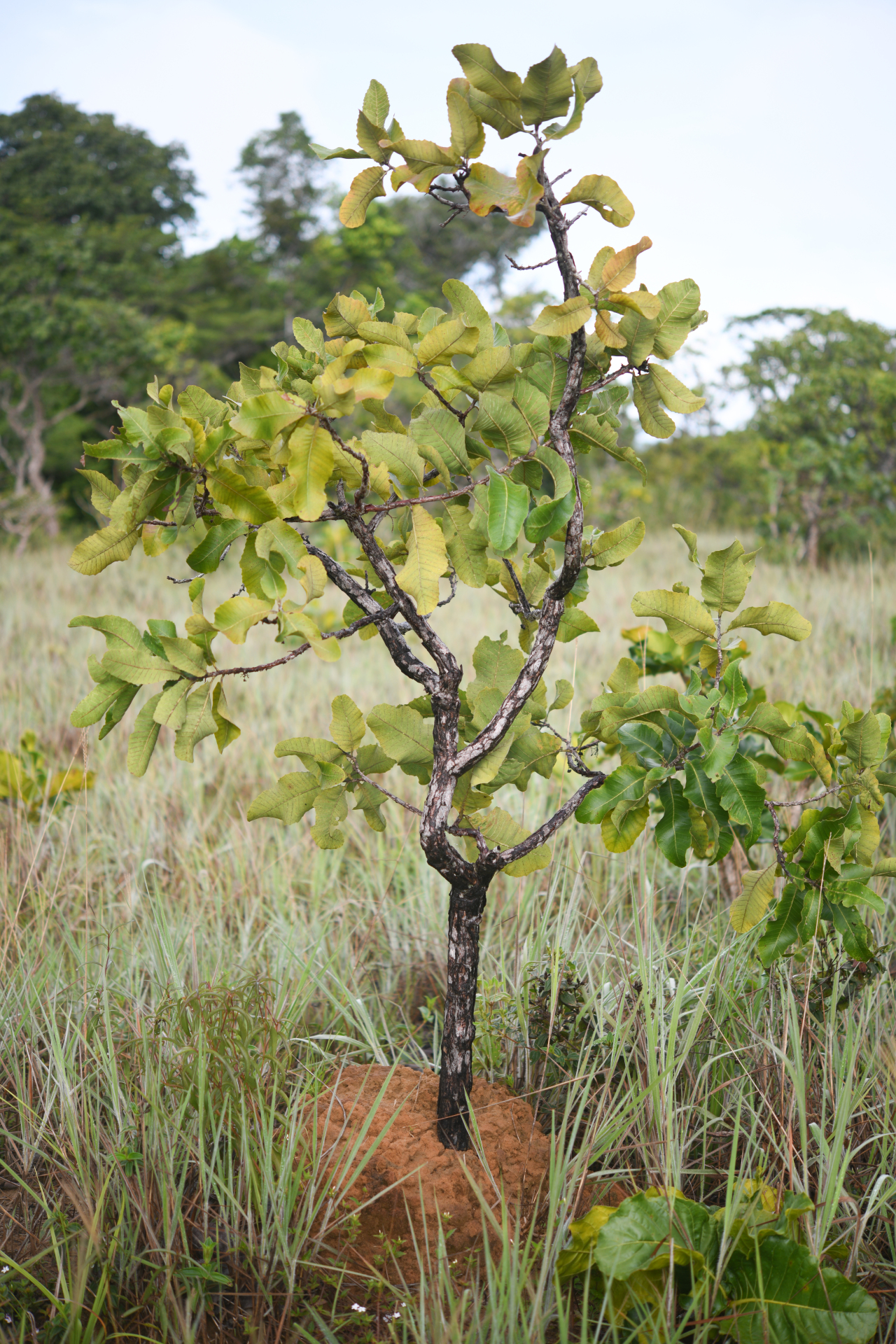 Curatella americana L. - Photo Bivouac Naturaliste