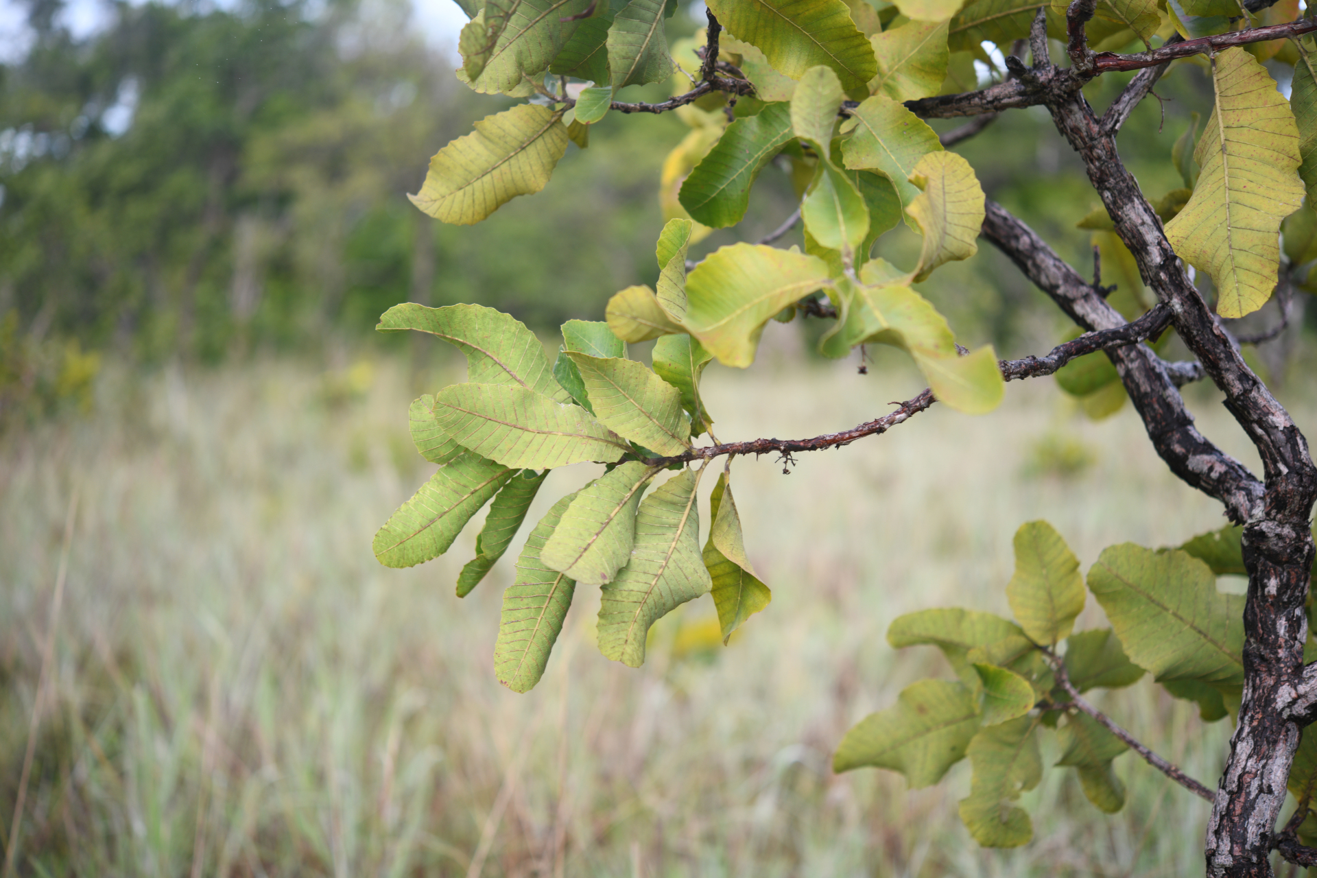 Curatella americana L. - Photo Bivouac Naturaliste