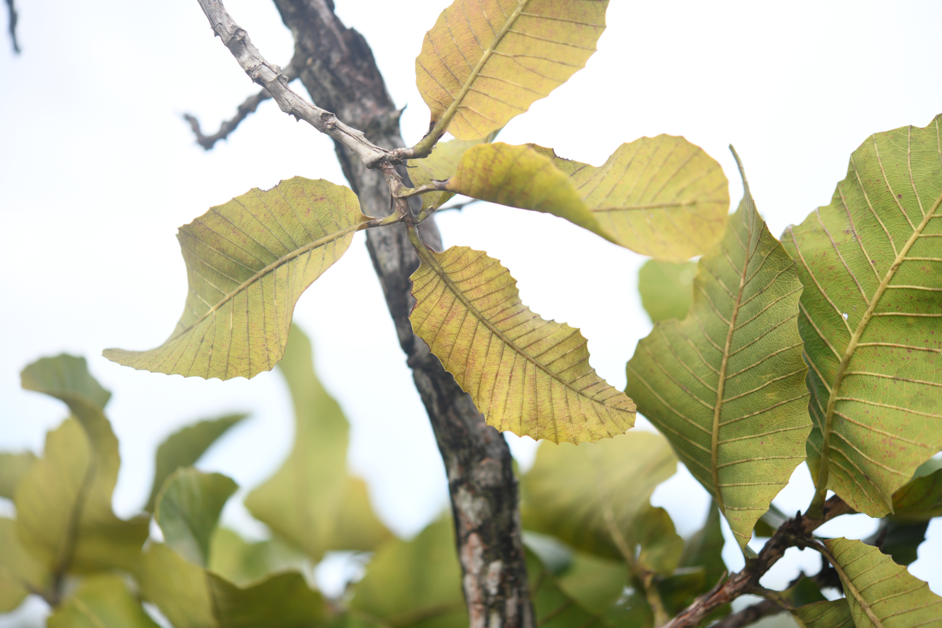 Curatella americana L. - Photo Bivouac Naturaliste