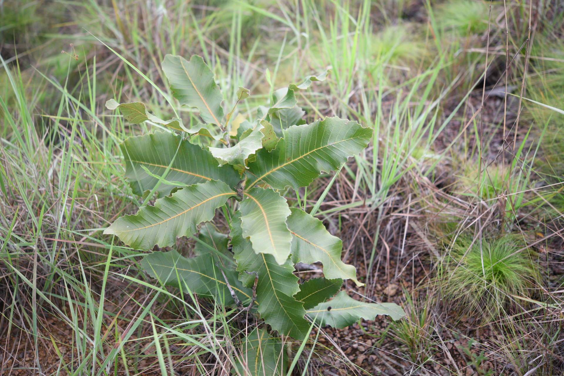 Curatella americana L. - Photo Bivouac Naturaliste