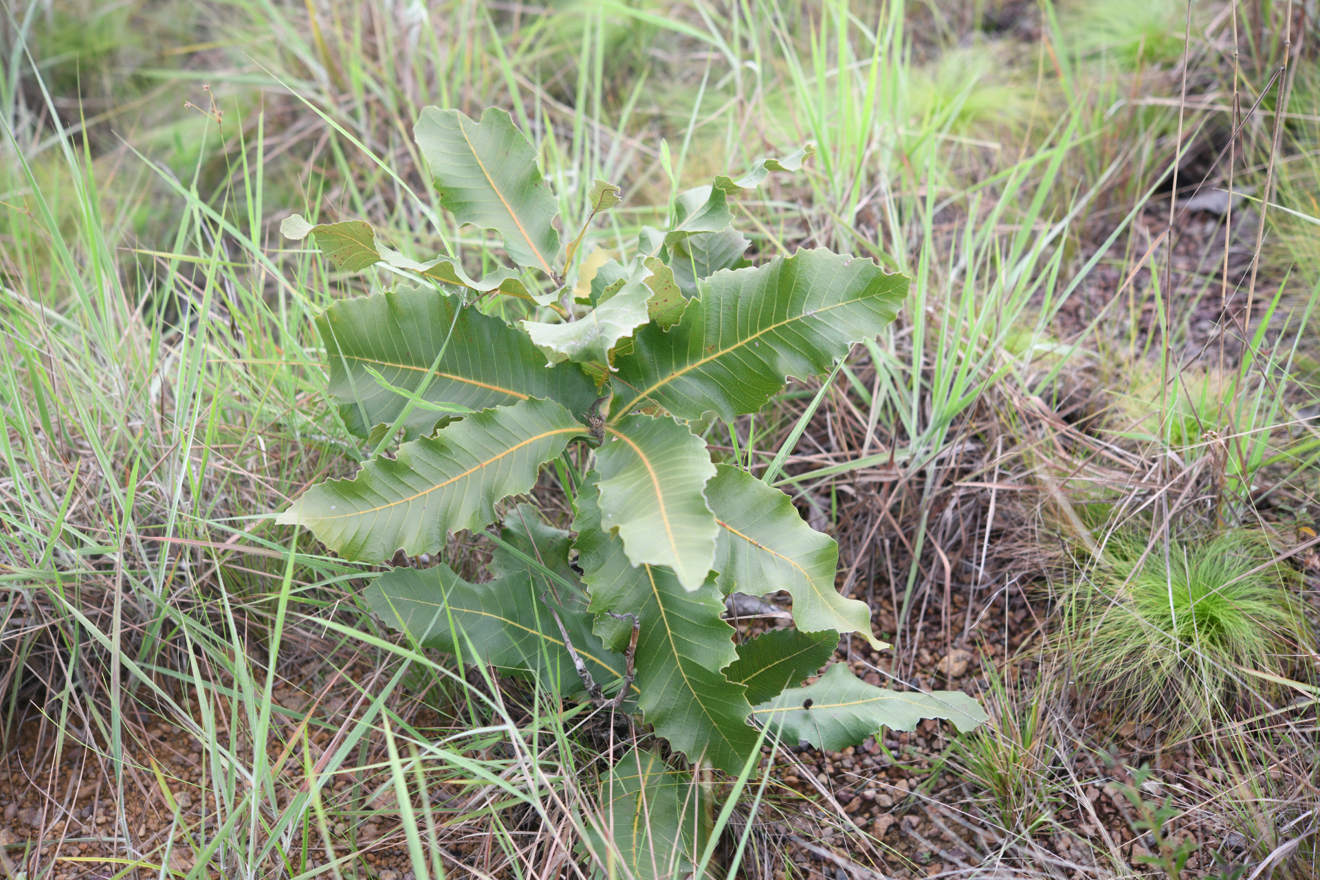 Curatella americana L. - Photo Bivouac Naturaliste