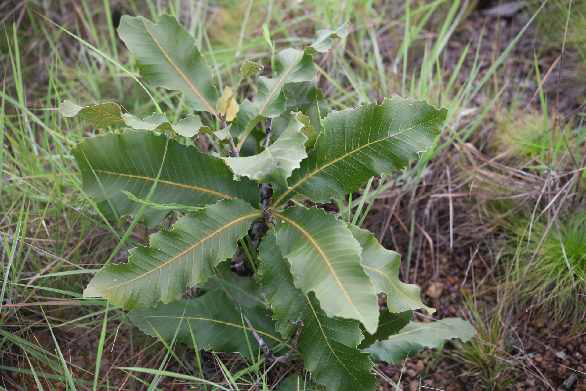 Curatella americana L. - Photo Bivouac Naturaliste