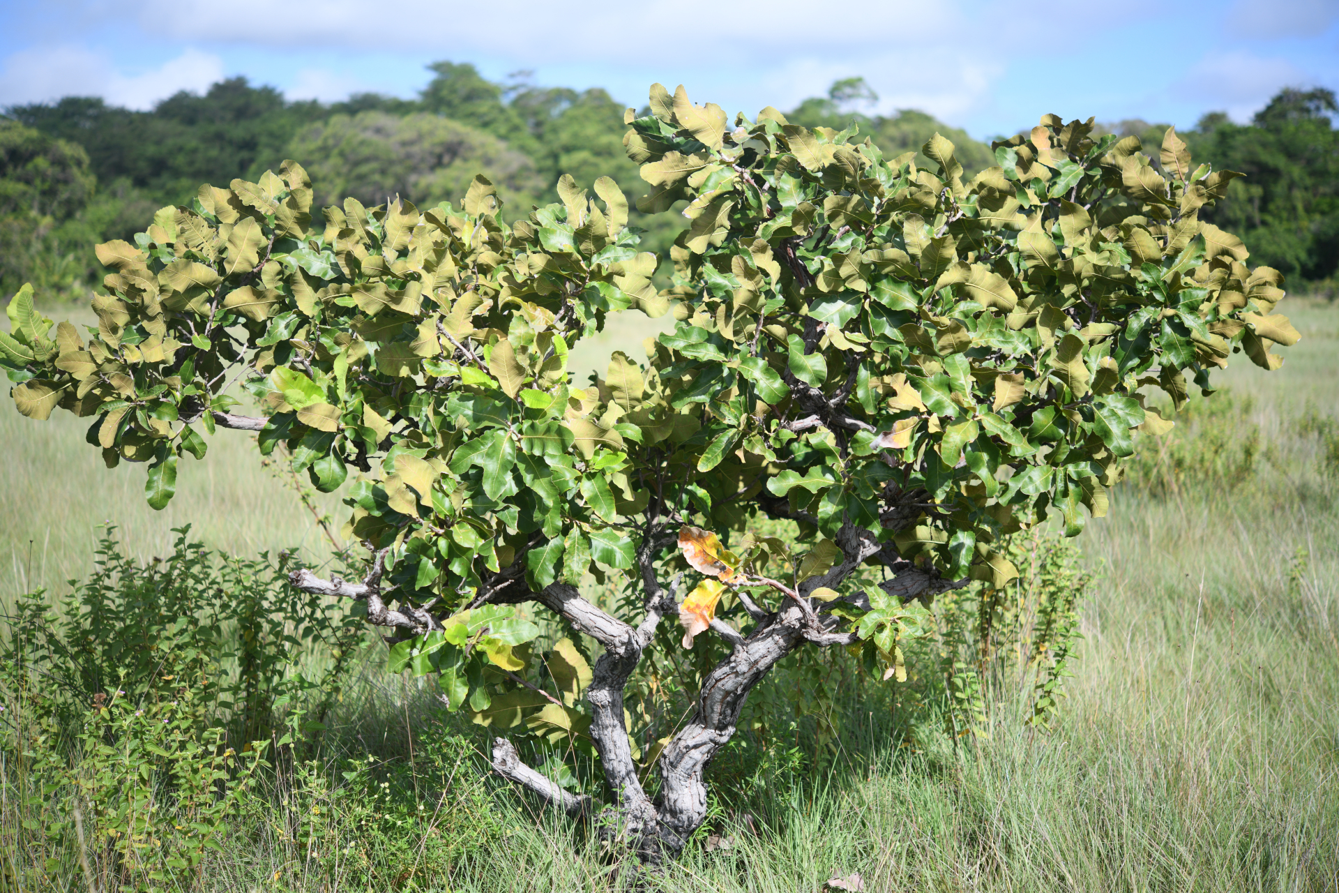 Curatella americana L. - Photo Bivouac Naturaliste
