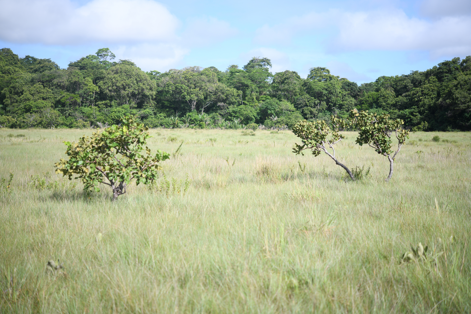Curatella americana L. - Photo Bivouac Naturaliste
