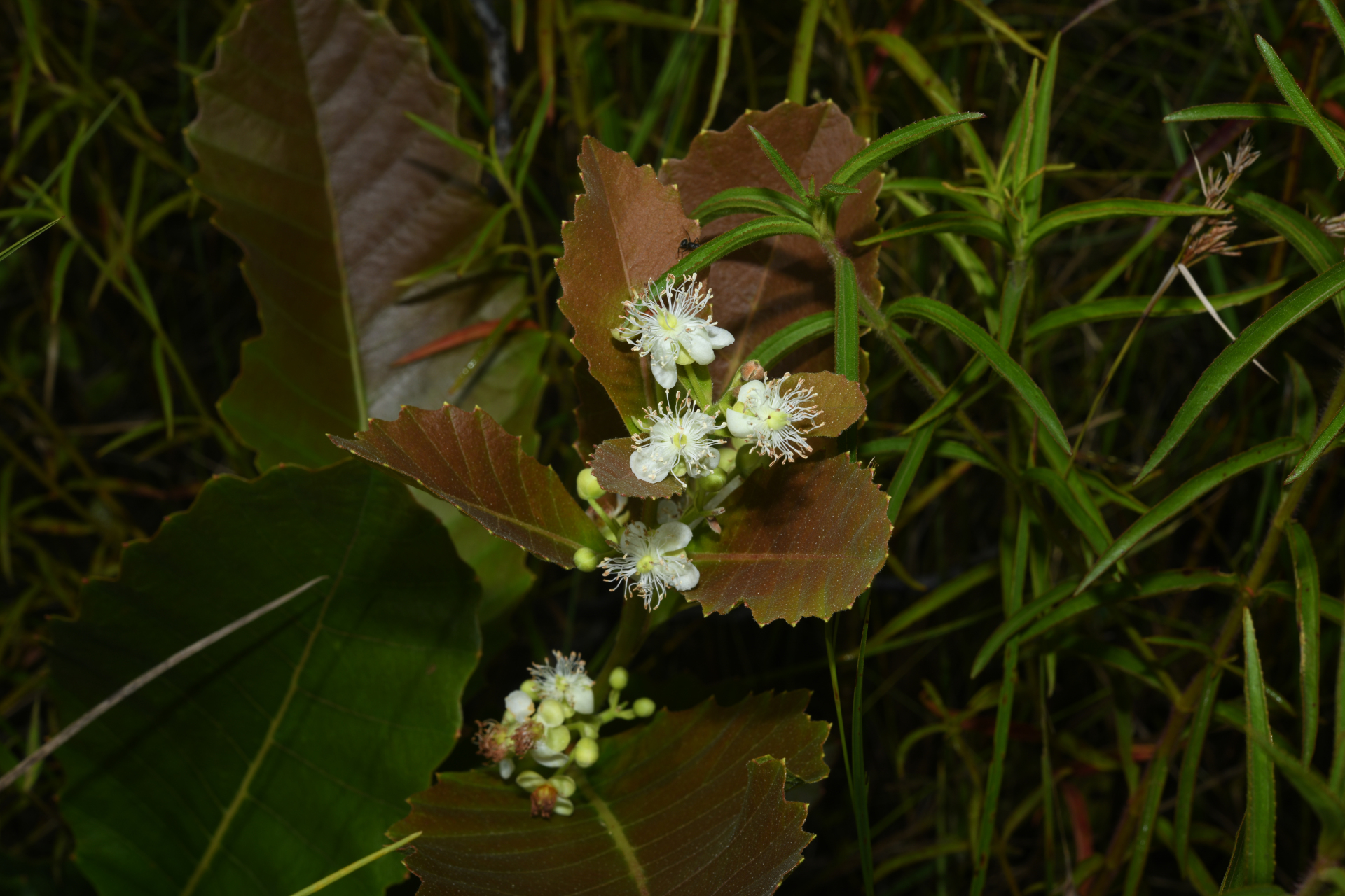 Curatella americana L. - Photo Bivouac Naturaliste