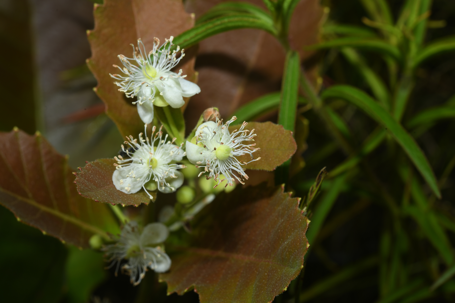 Curatella americana L. - Photo Bivouac Naturaliste