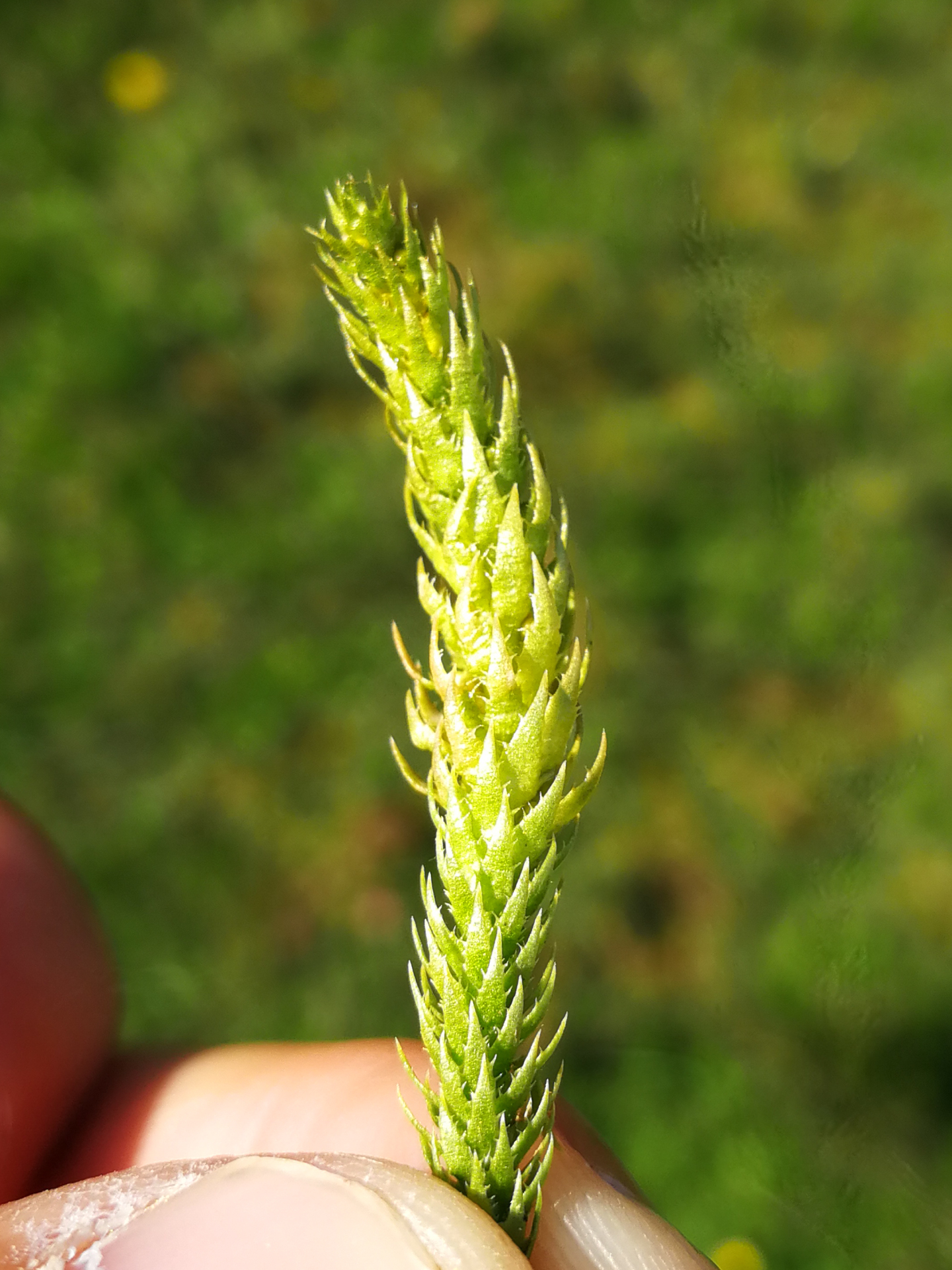Selaginella selaginoides (L.) Schrank & C.F.P.Mart. - Photo Bivouac Naturaliste