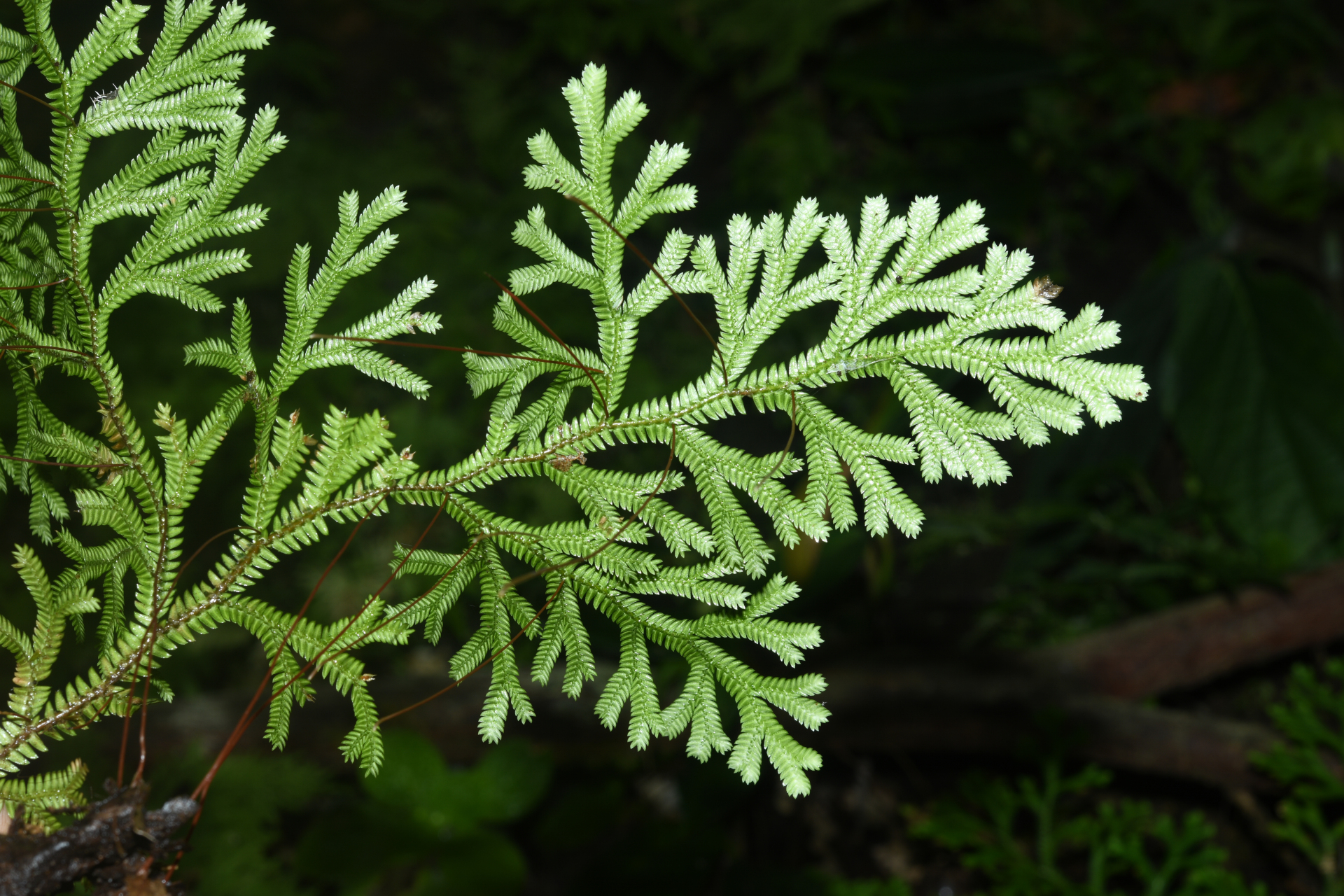 Selaginella revoluta Baker - Photo Bivouac Naturaliste