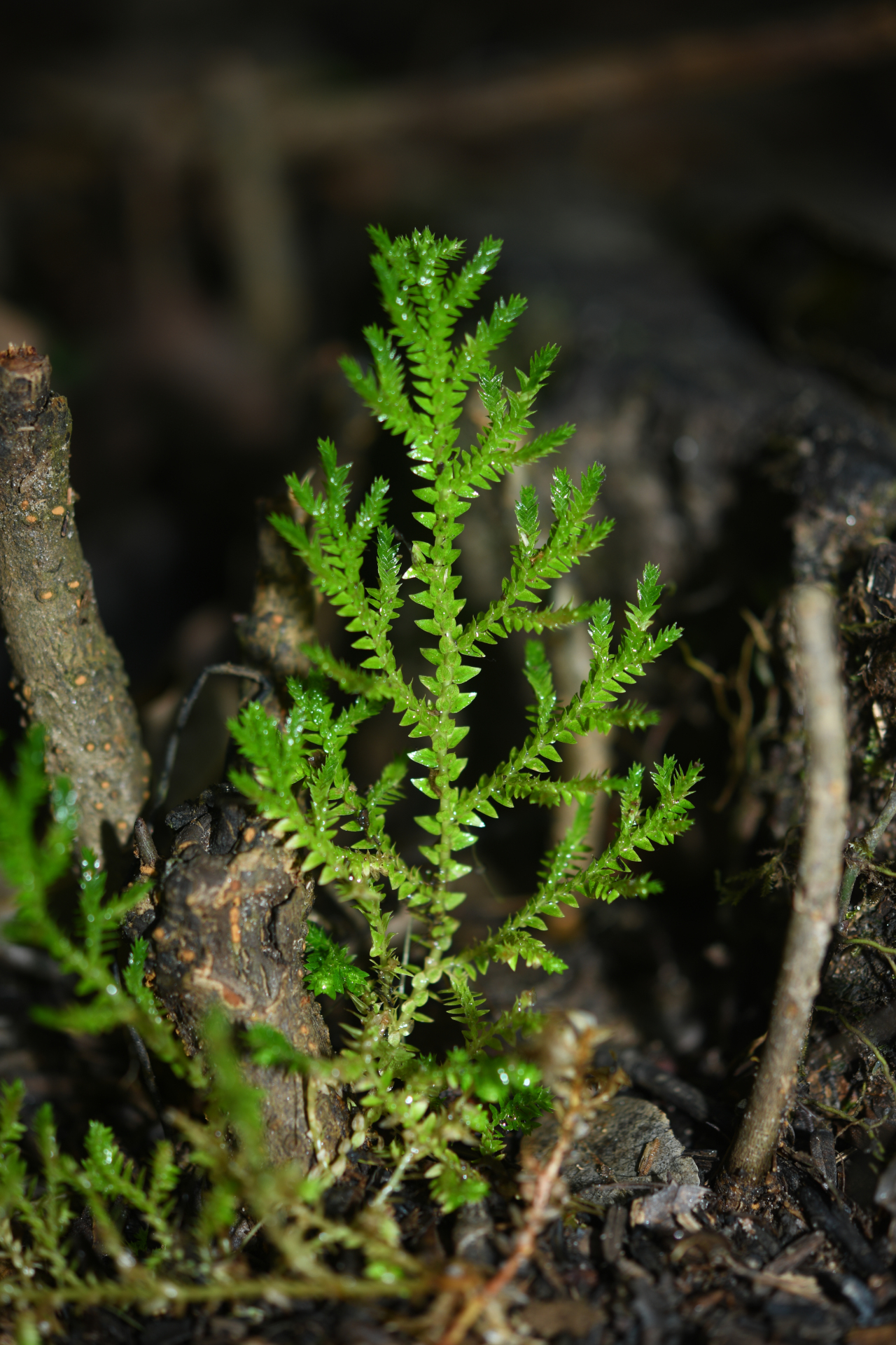 Selaginella porelloides (Lam.) Spring - Photo Bivouac Naturaliste