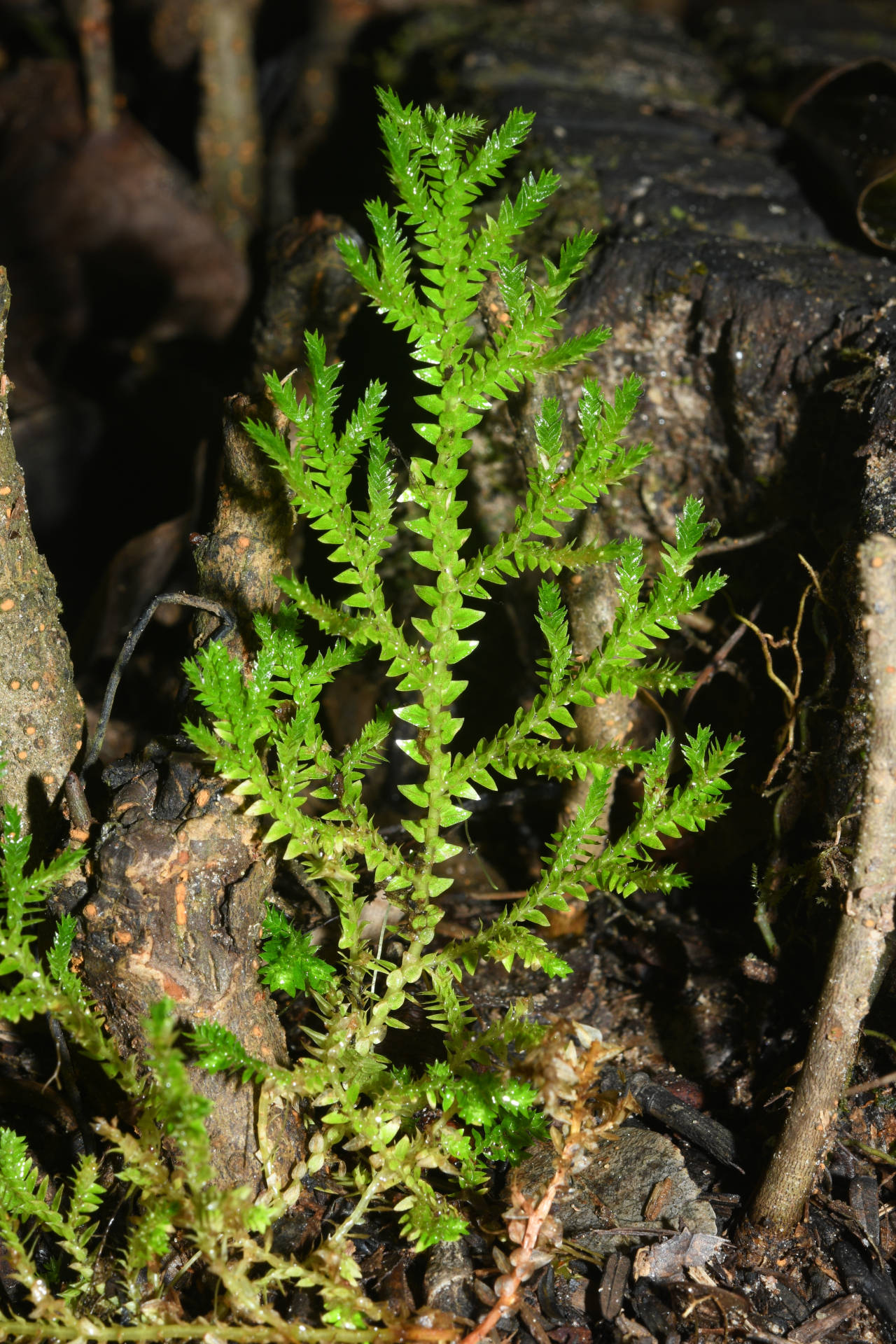Selaginella porelloides (Lam.) Spring - Photo Bivouac Naturaliste