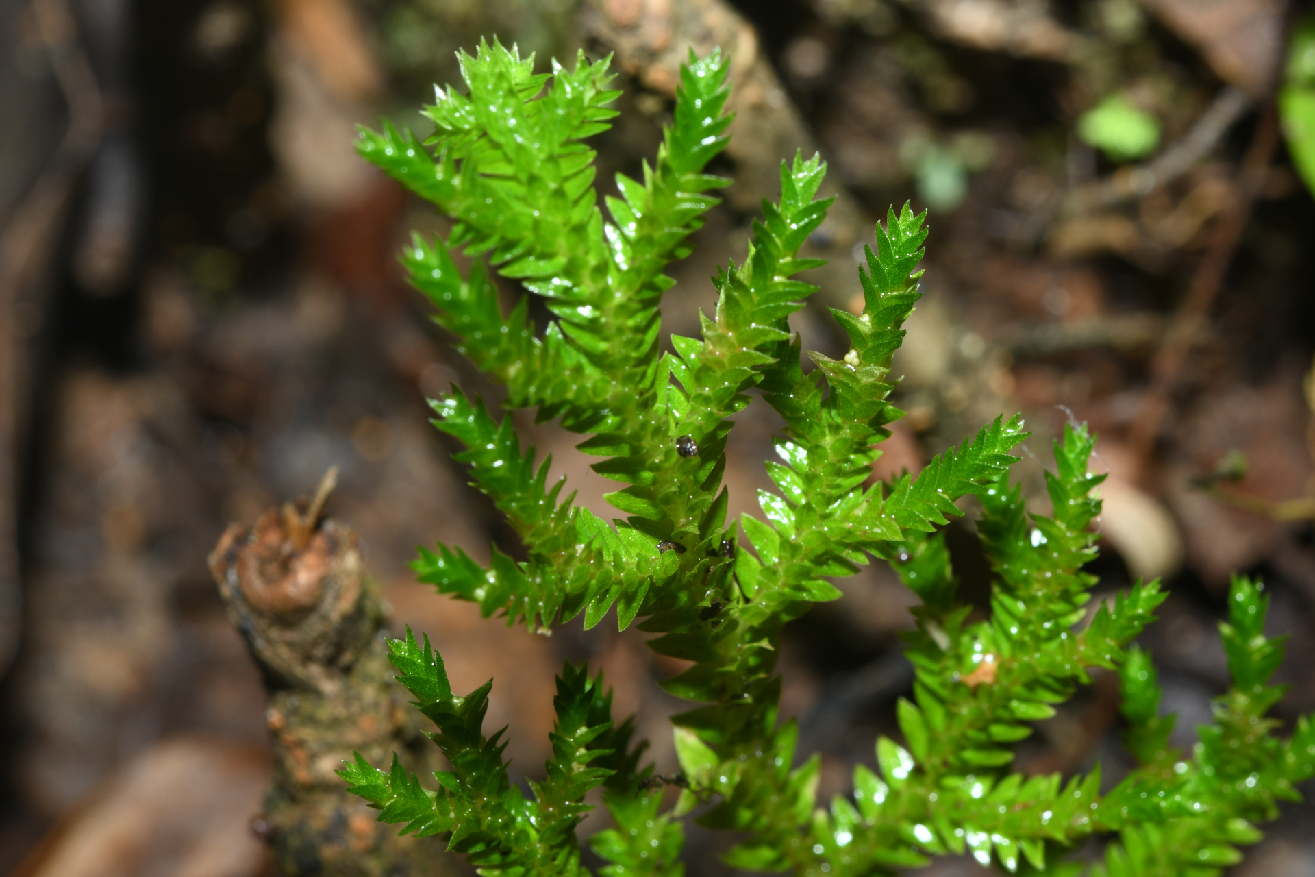 Selaginella porelloides (Lam.) Spring - Photo Bivouac Naturaliste