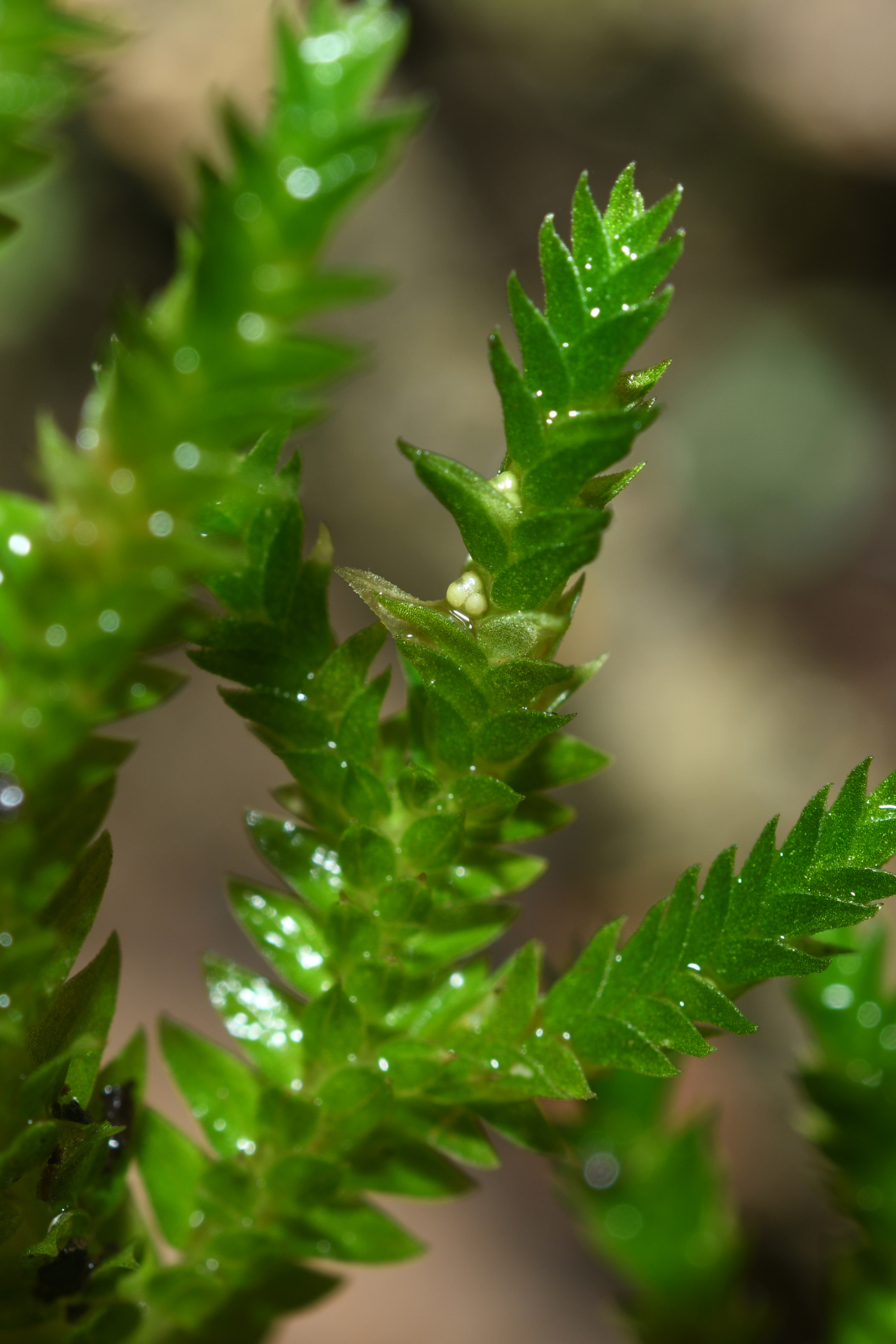 Selaginella porelloides (Lam.) Spring - Photo Bivouac Naturaliste